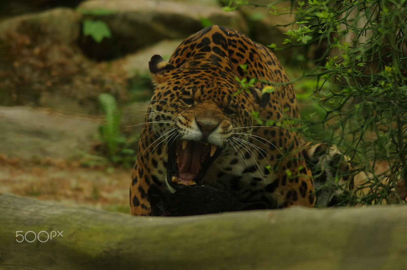 Sigma 120-400mm F4.5-5.6 DG OS HSM sample photo. Zoo de beauval photography