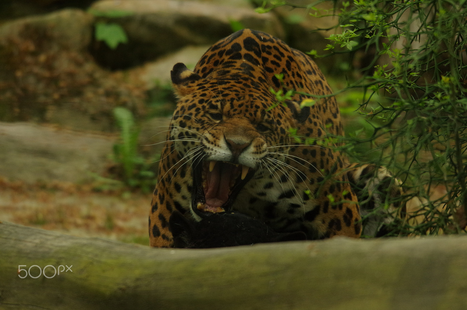 Pentax K-3 + Sigma 120-400mm F4.5-5.6 DG OS HSM sample photo. Zoo de beauval photography