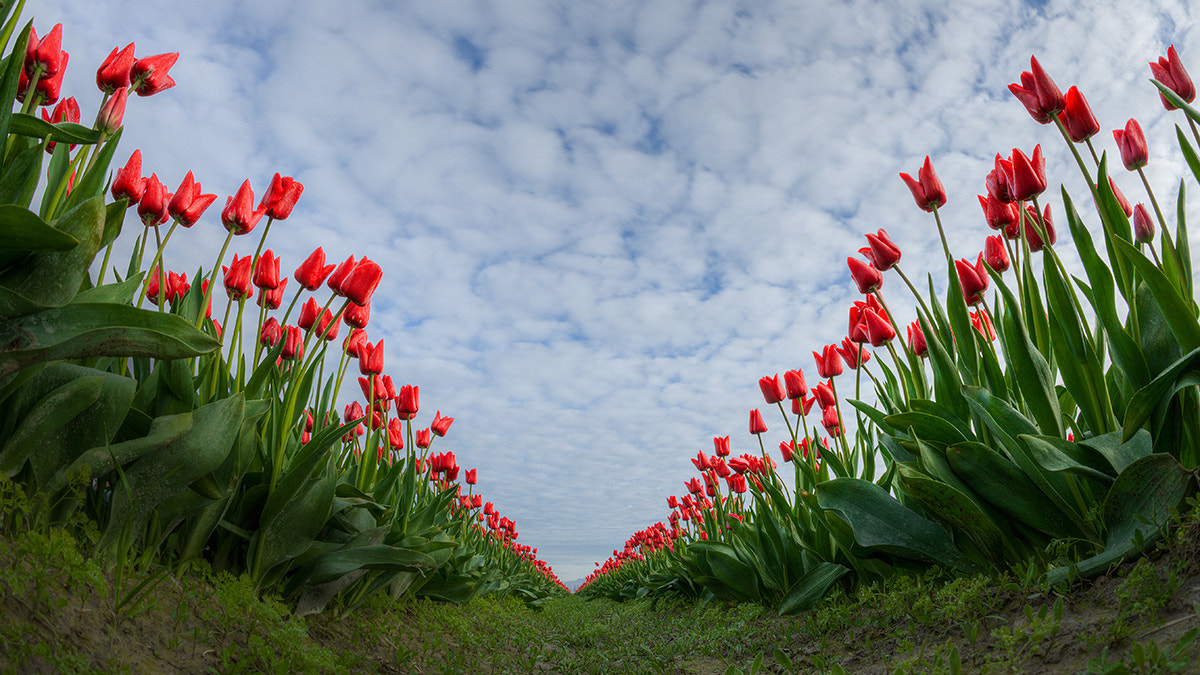 Nikon D800 + Nikon AF Fisheye-Nikkor 16mm F2.8D sample photo. Ant’s view to fiery tulips photography