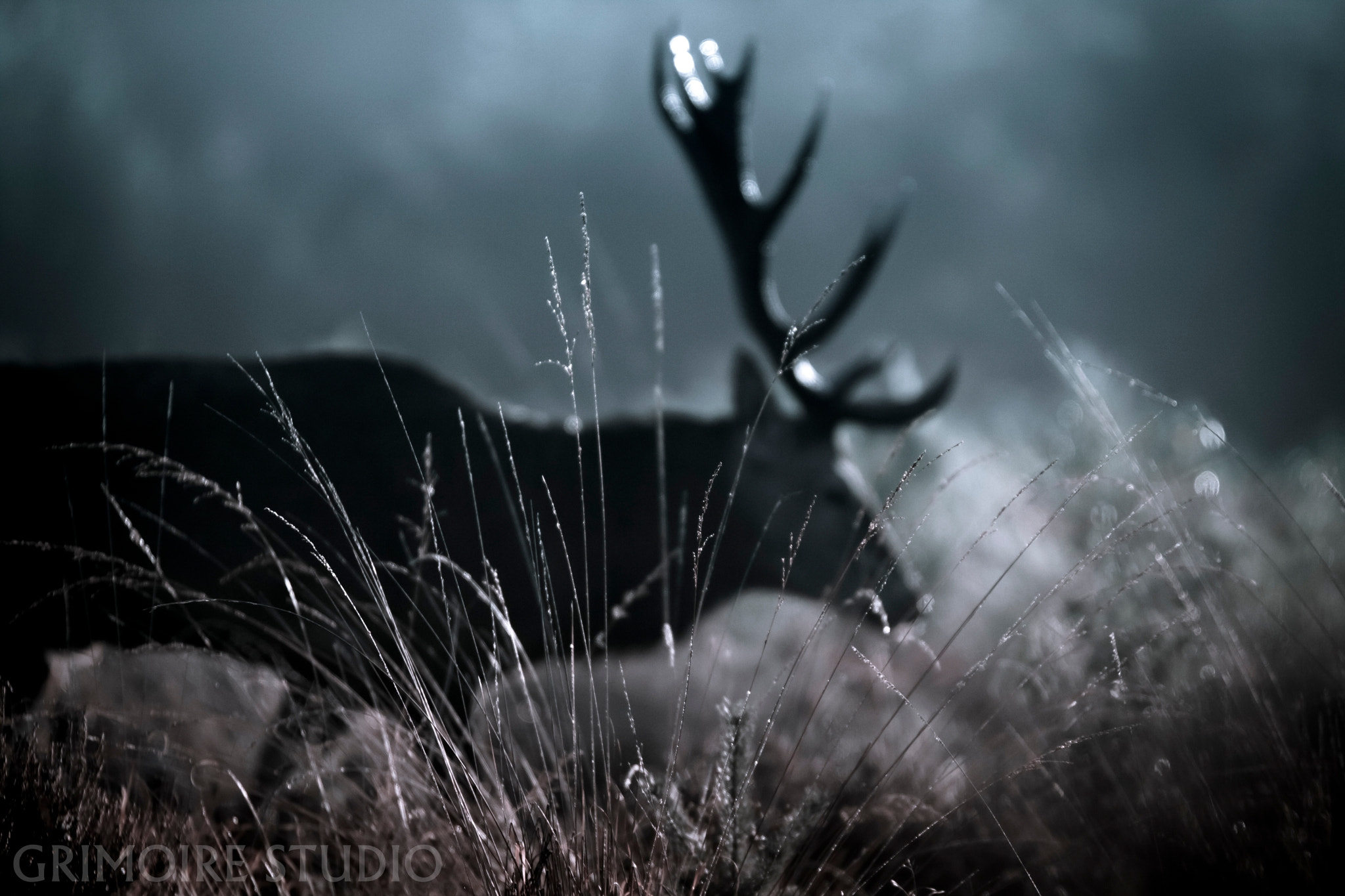 Sigma 120-300mm F2.8 EX DG HSM sample photo. A ghost photography