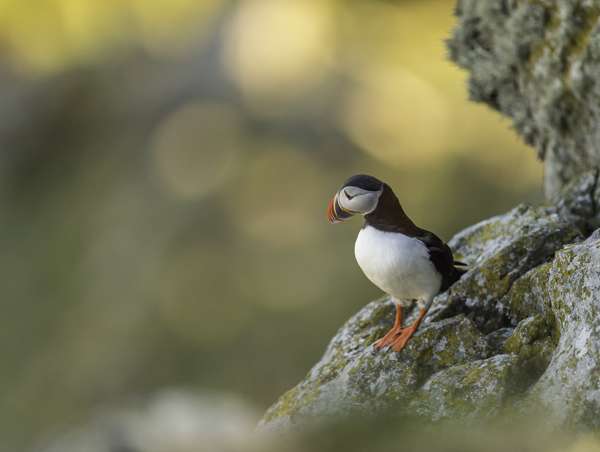 Nikon D4S + Nikon AF-S Nikkor 600mm F4G ED VR sample photo. Puffin. photography