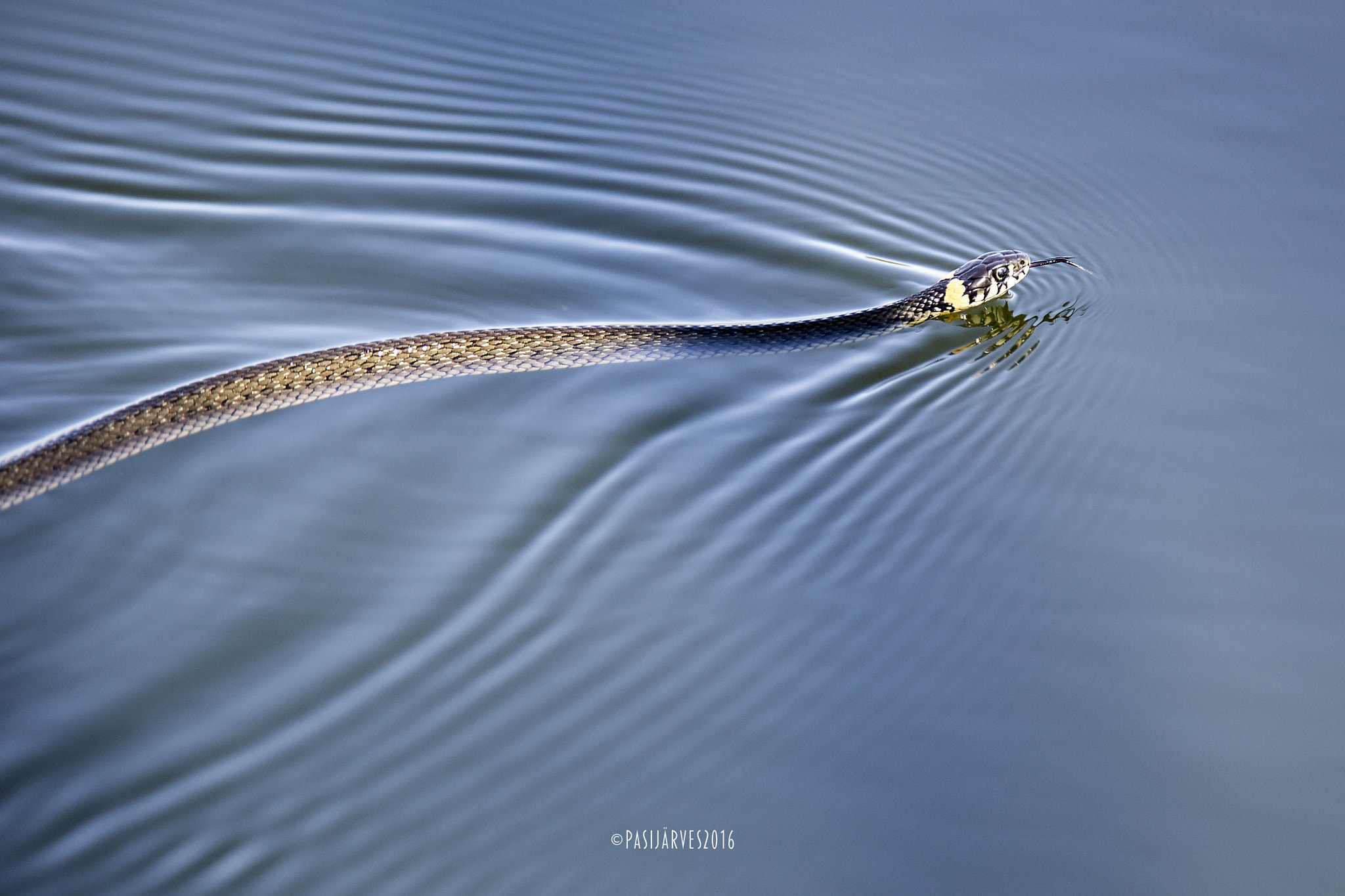 Canon EF 300mm F2.8L IS USM sample photo. Natrix natrix photography