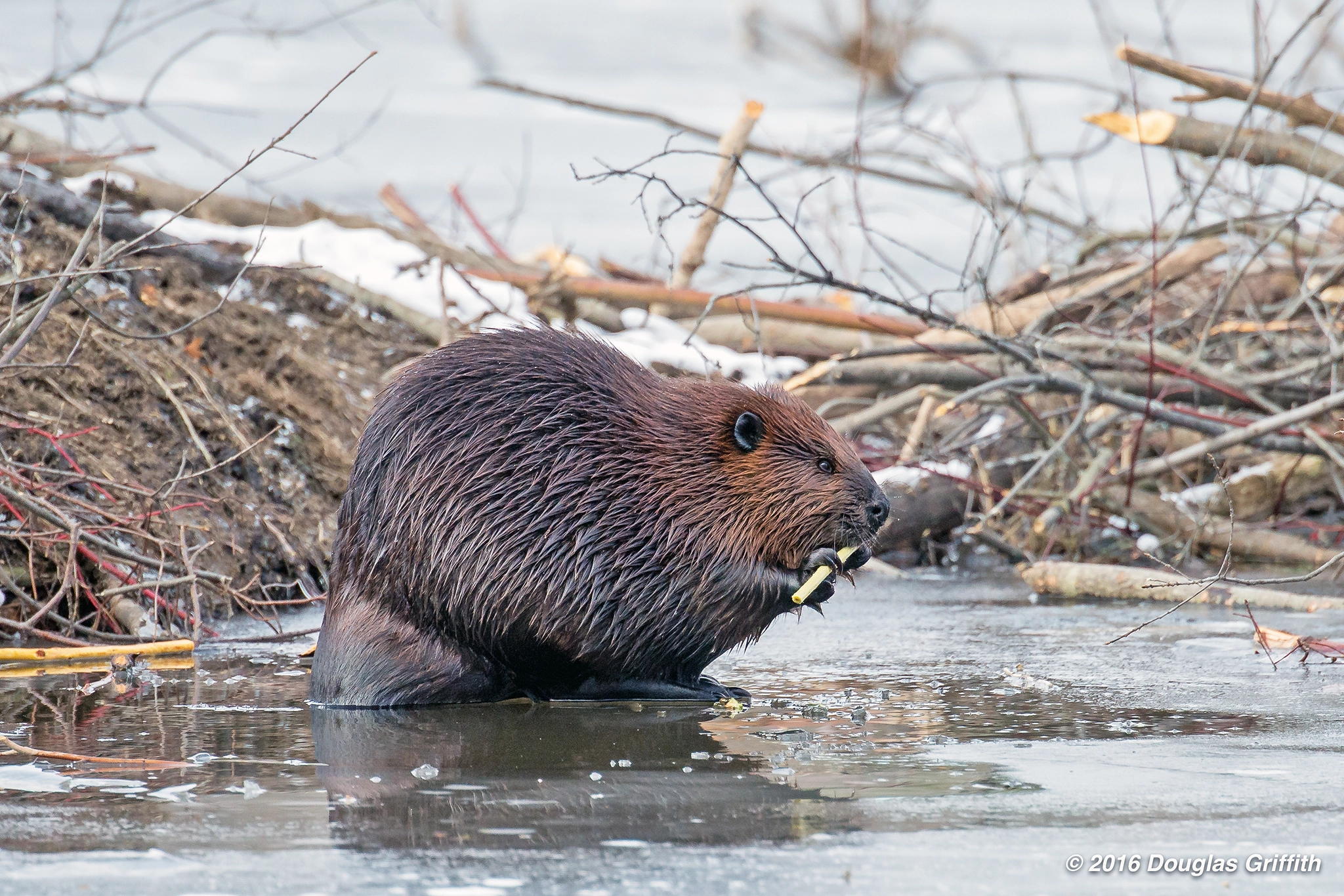 Nikon D600 sample photo. The piccolo player: beaver (castor canadensis) photography