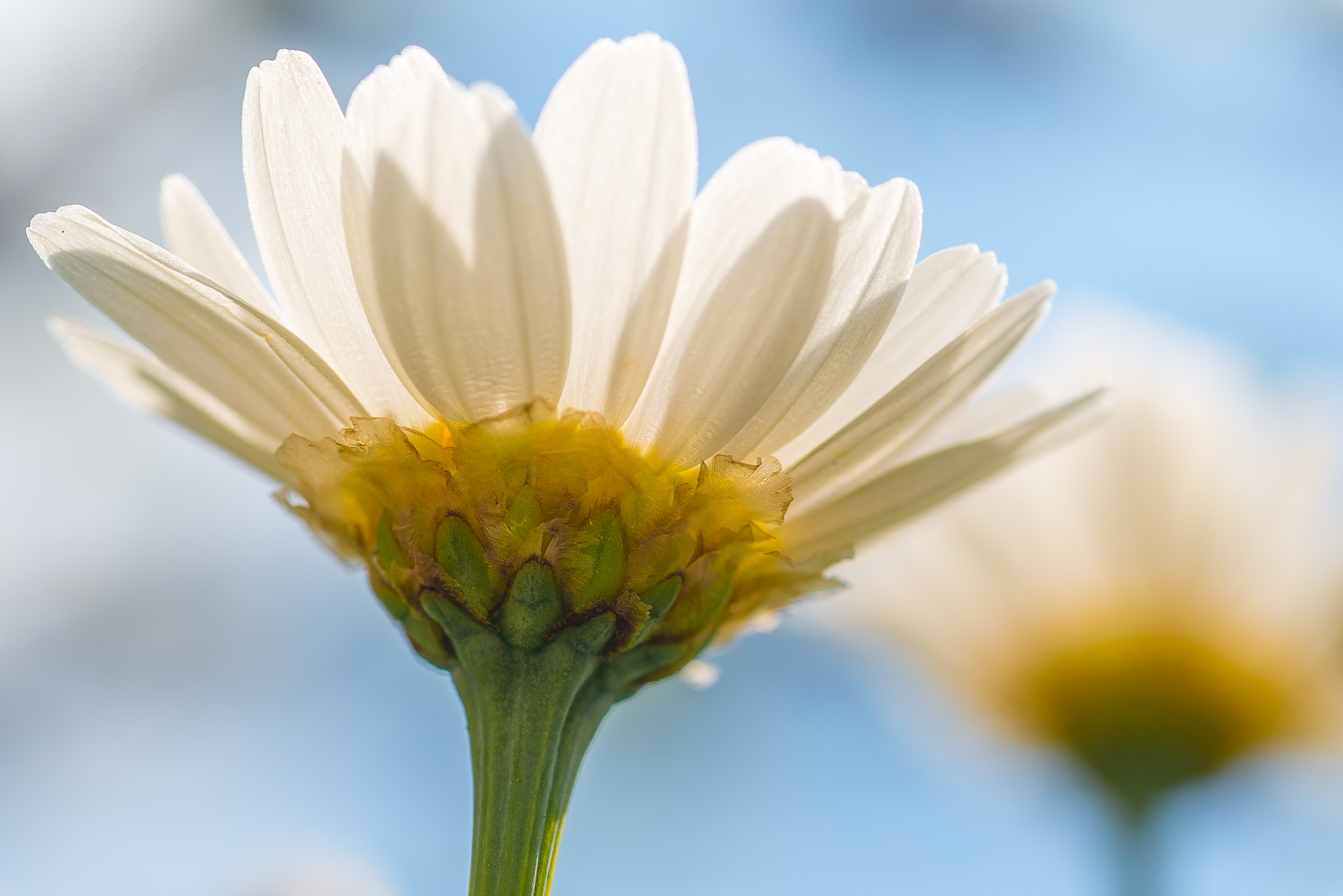 Nikon D800 + AF Micro-Nikkor 60mm f/2.8 sample photo. Sunbathing photography