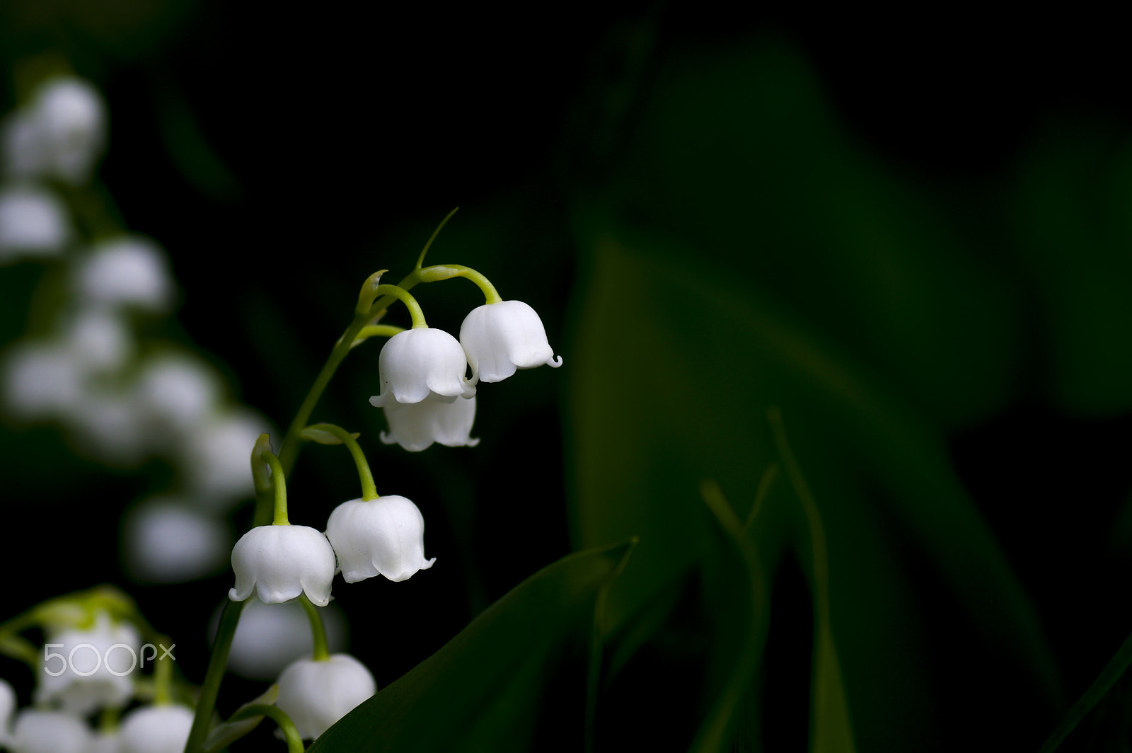Tamron SP AF 90mm F2.8 Di Macro sample photo. Today's model photography