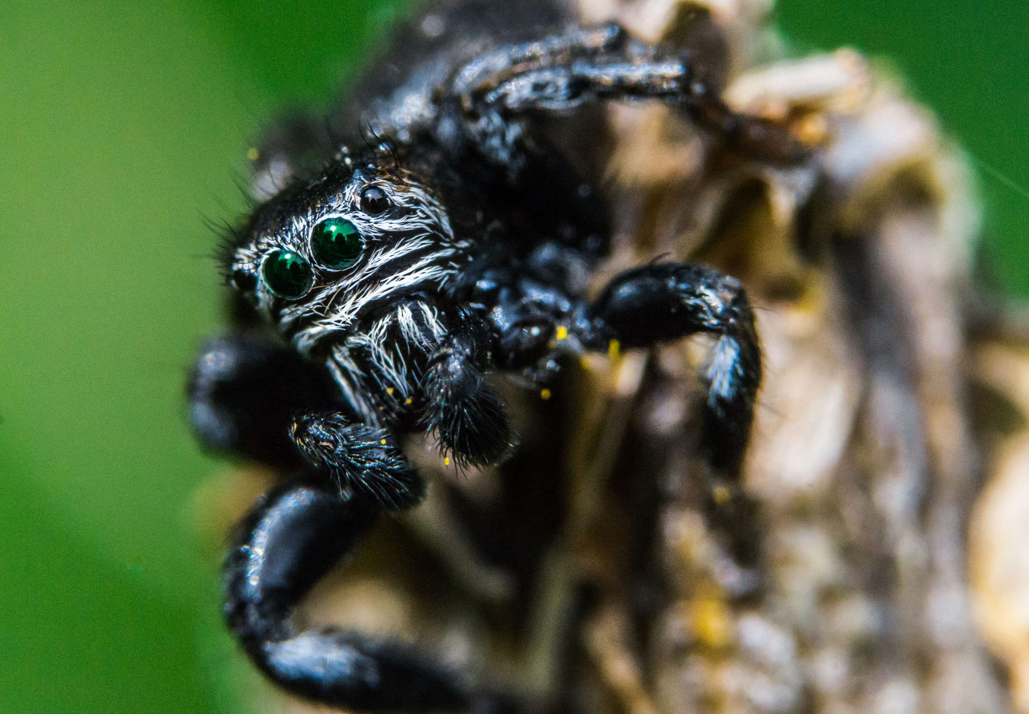 Sony SLT-A58 + 90mm F2.8 Macro SSM sample photo. Jumping spider photography
