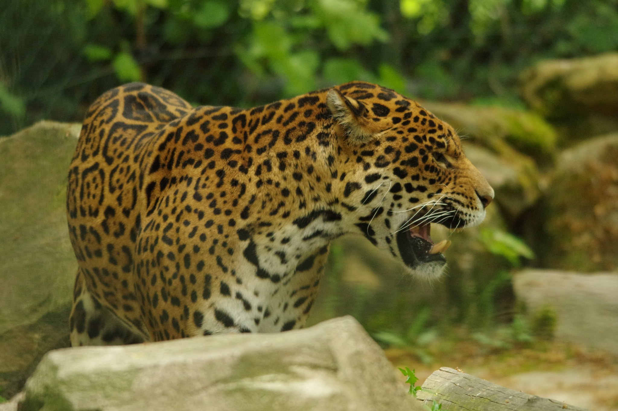 Pentax K-3 + Sigma 120-400mm F4.5-5.6 DG OS HSM sample photo. Imgp9244.jpg photography