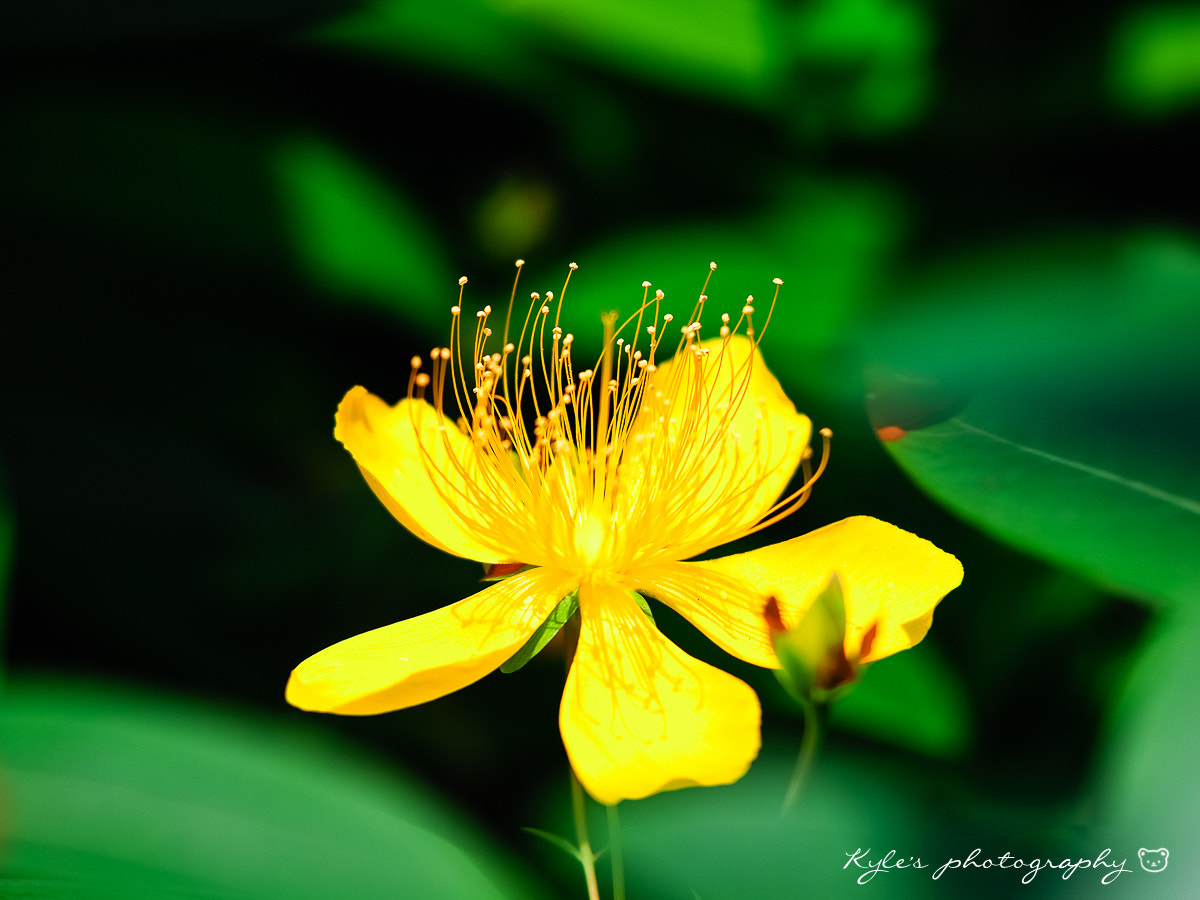 Olympus OM-D E-M1 + Sigma 150mm F2.8 EX DG Macro HSM sample photo. 金絲桃 photography