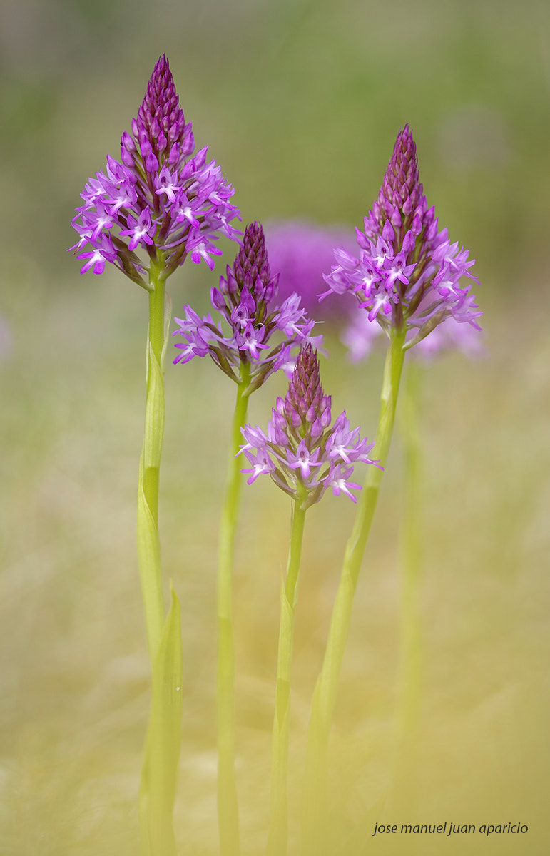 Pentax K-3 II + Sigma sample photo. Ophrys pyramidalis anacamptis photography