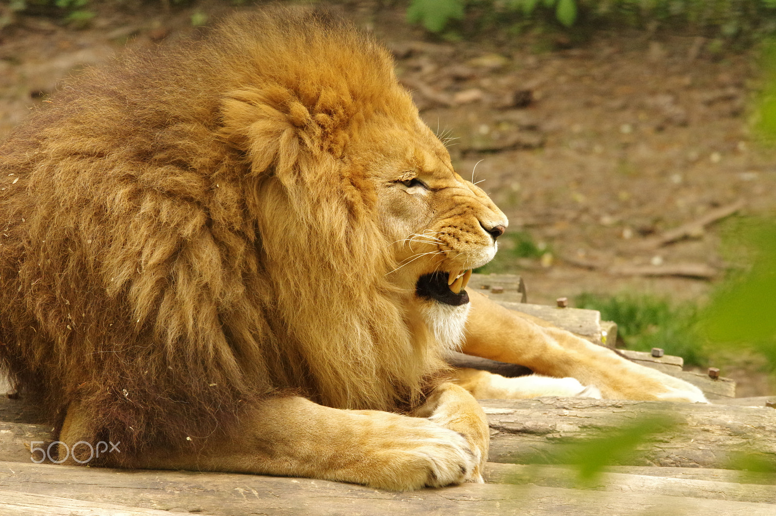 Sigma 120-400mm F4.5-5.6 DG OS HSM sample photo. Visite zoo de beauval photography