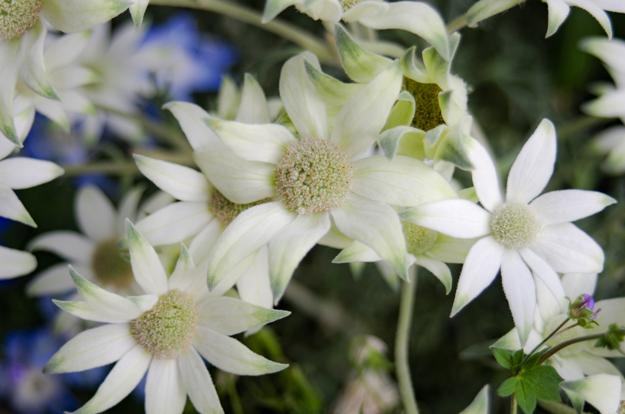Pentax K-5 IIs sample photo. Flowers photography