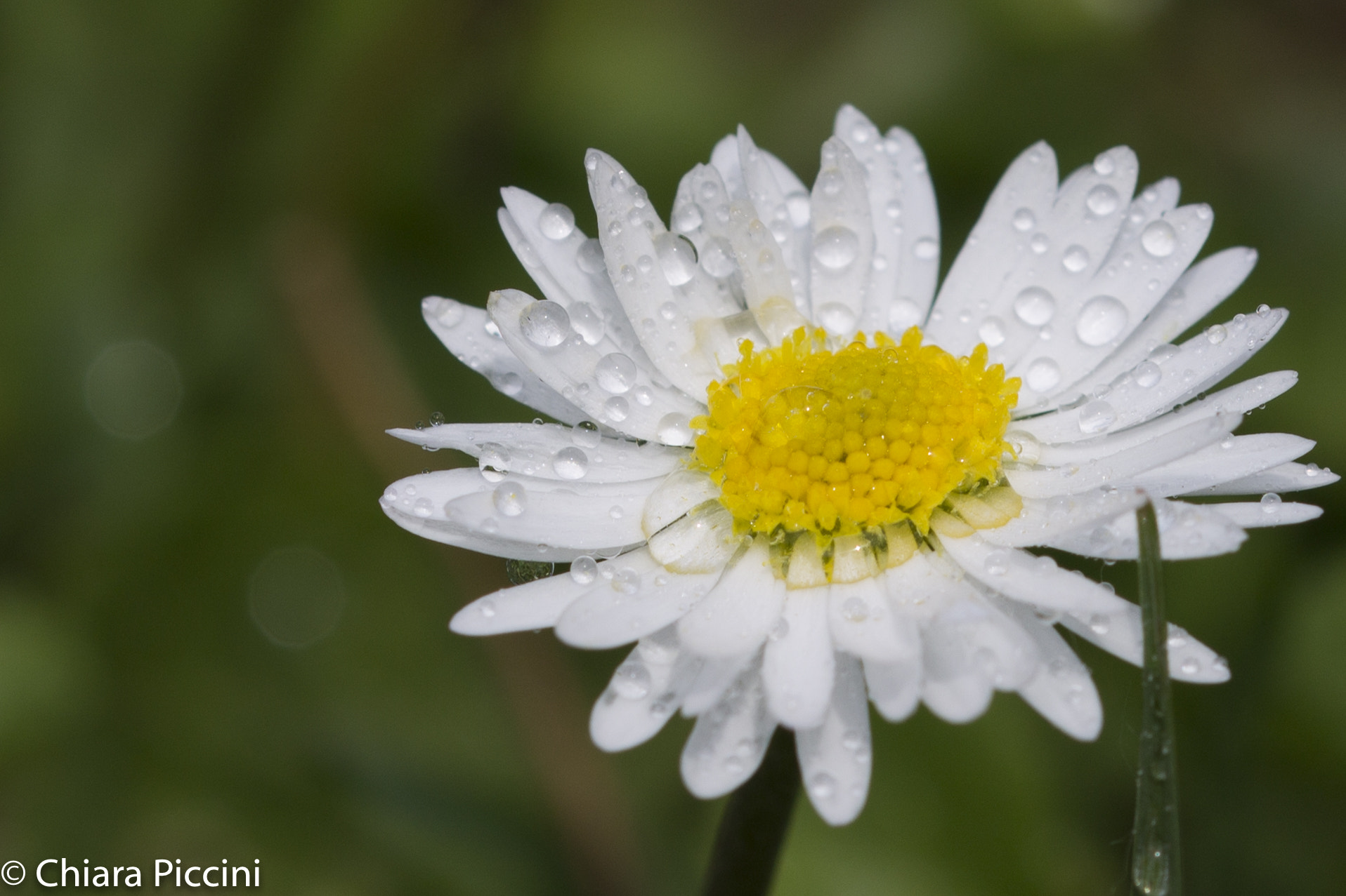Sigma 105mm F2.8 EX DG OS HSM sample photo. Daisy photography