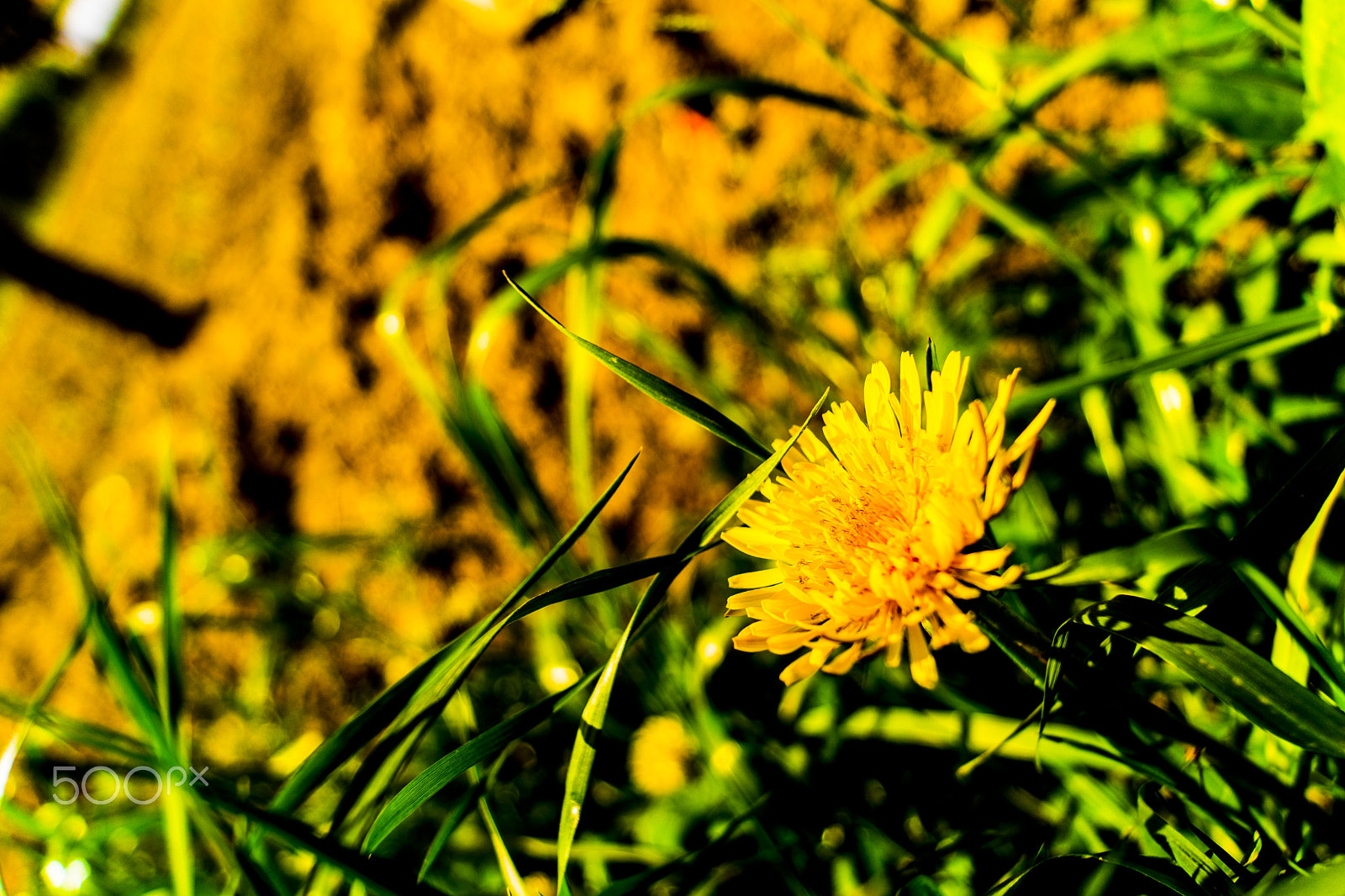 Sony SLT-A68 sample photo. Yellow flower photography
