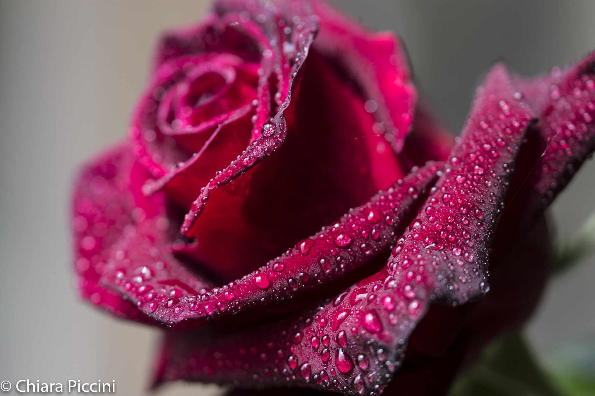 Sigma 105mm F2.8 EX DG OS HSM sample photo. Wet photography