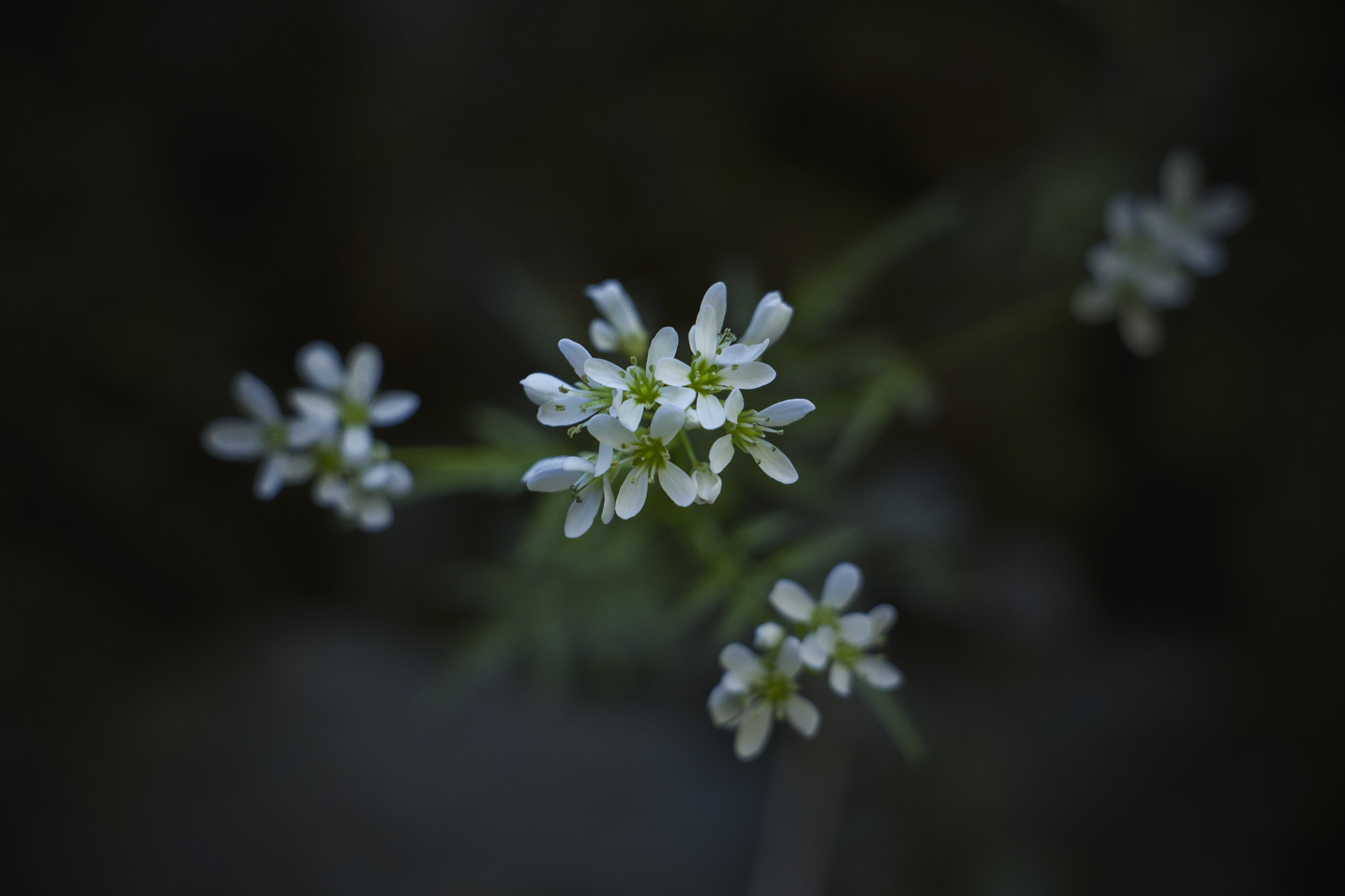 Canon EOS 7D sample photo. Flower/2016 photography