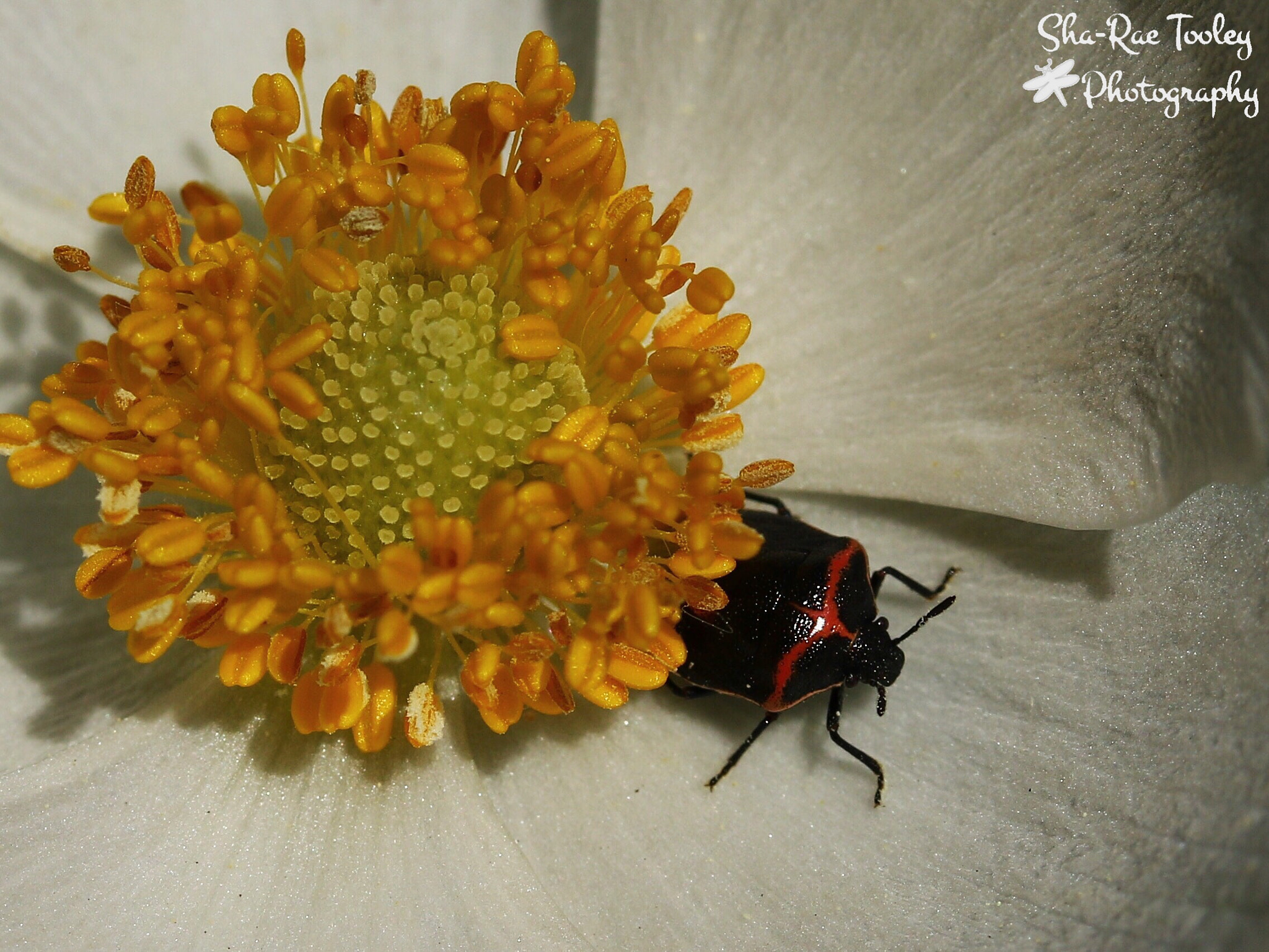 Canon EF-S 60mm F2.8 Macro USM sample photo. Peek-a-boo photography