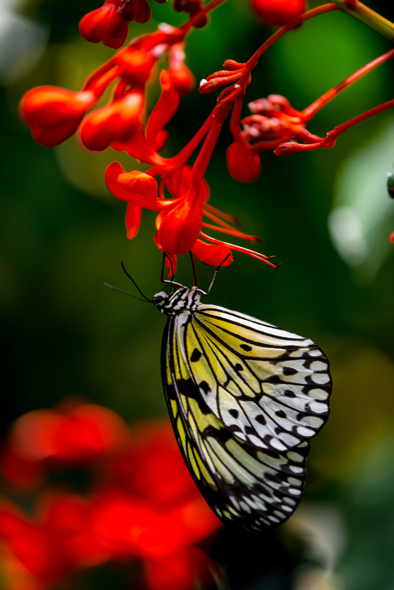 Nikon D800 + Nikon AF Micro-Nikkor 200mm F4D ED-IF sample photo. Butterfly, niagara, 2014 photography