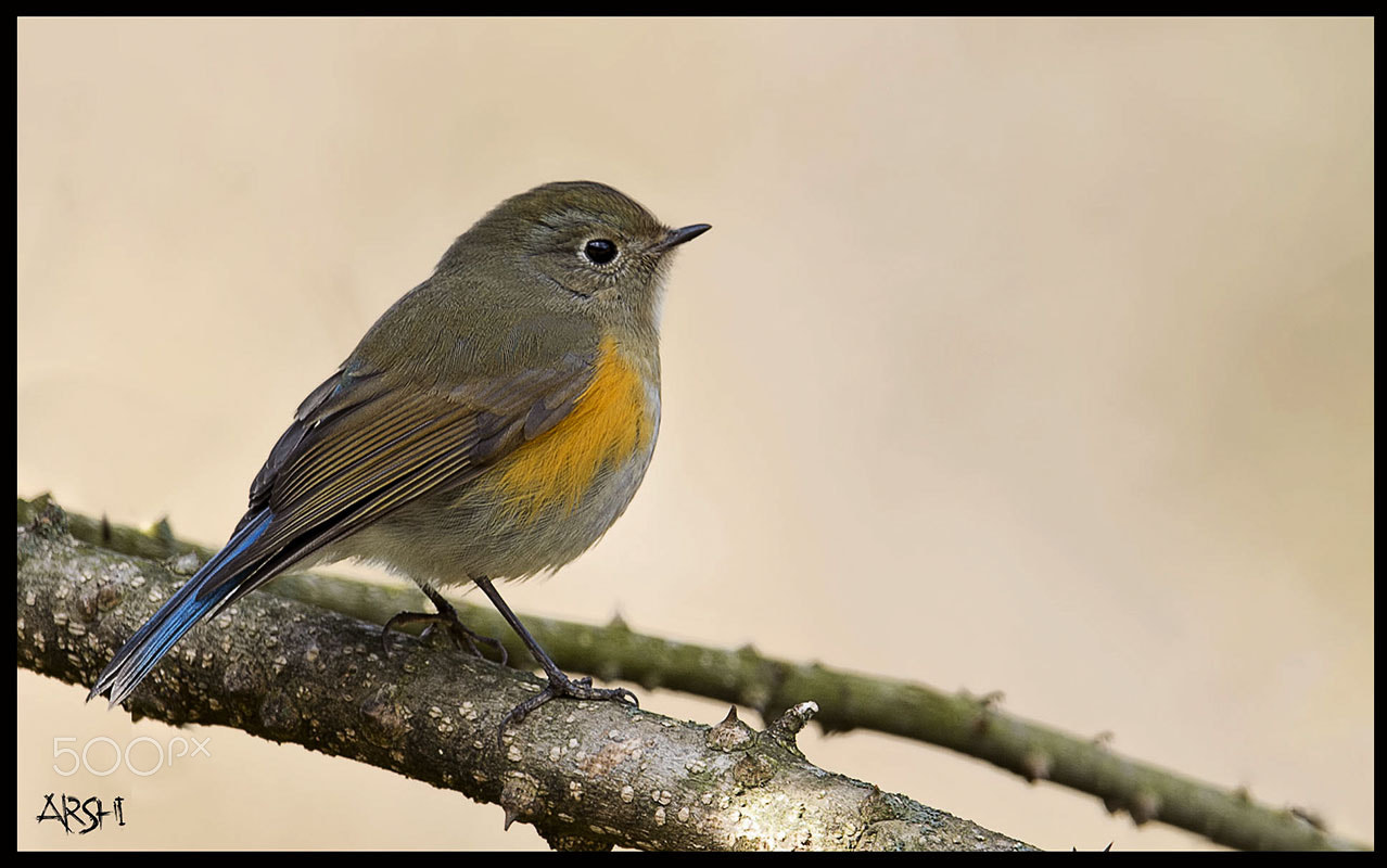 Nikon D4S sample photo. Orange flanked bush robin photography