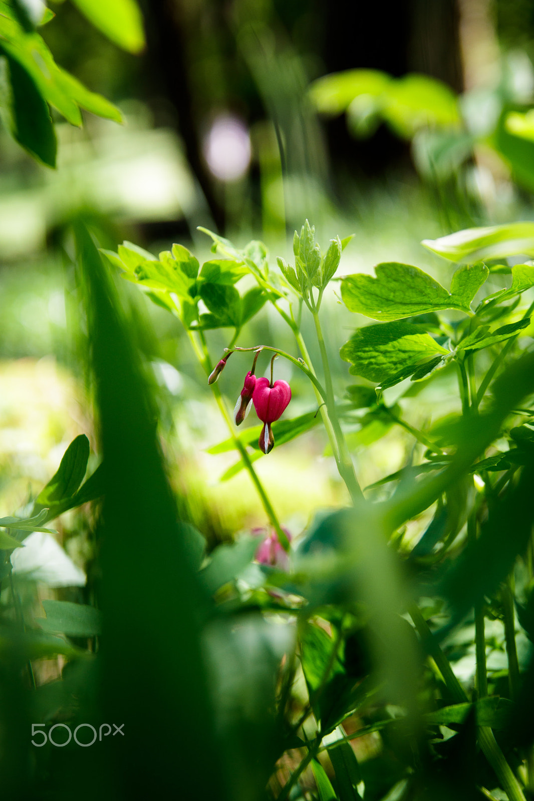 Tamron SP AF 17-50mm F2.8 XR Di II LD Aspherical (IF) sample photo. Heart flower photography