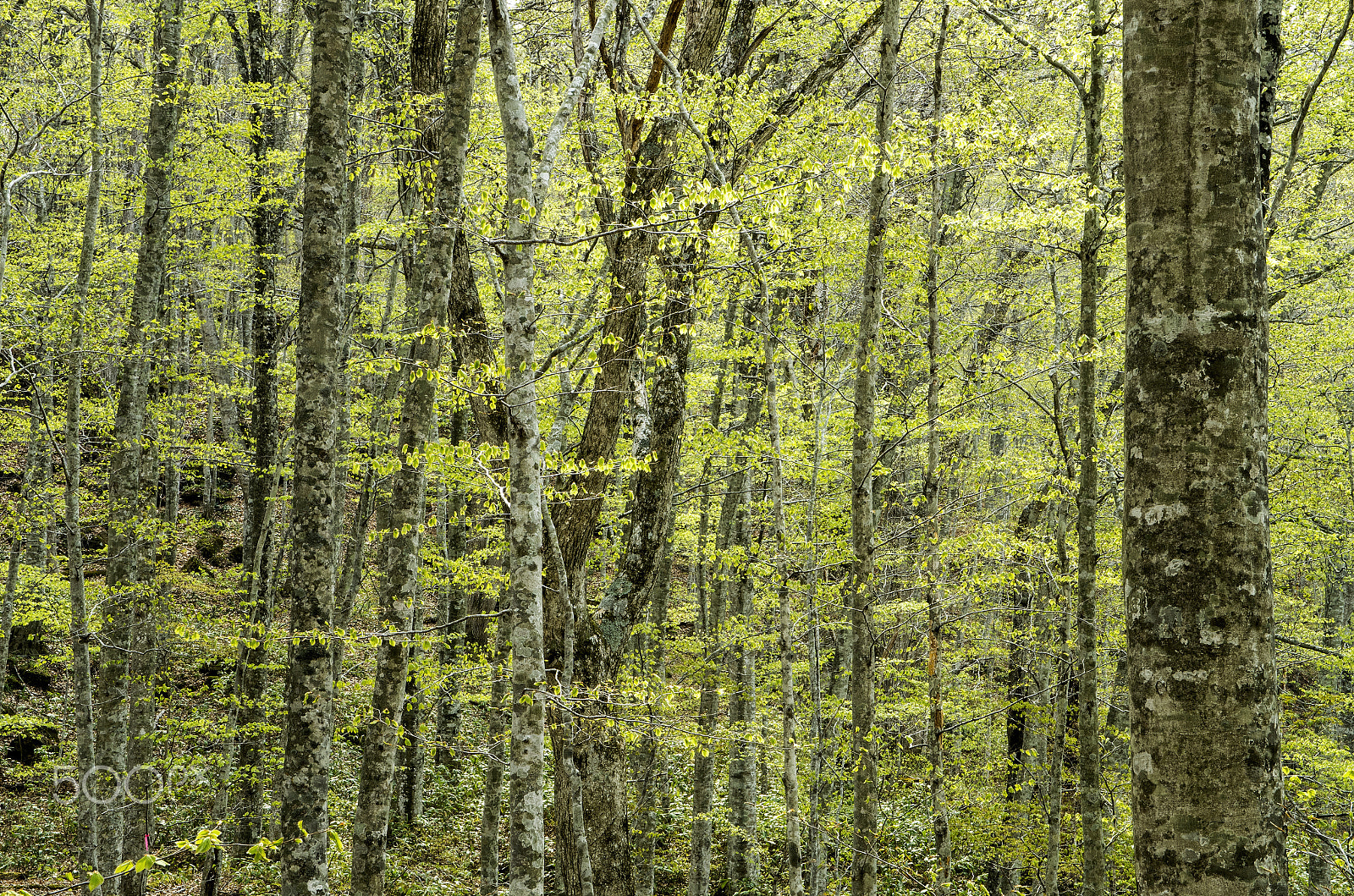 Ricoh GXR A16 sample photo. Beech forest in the spring photography