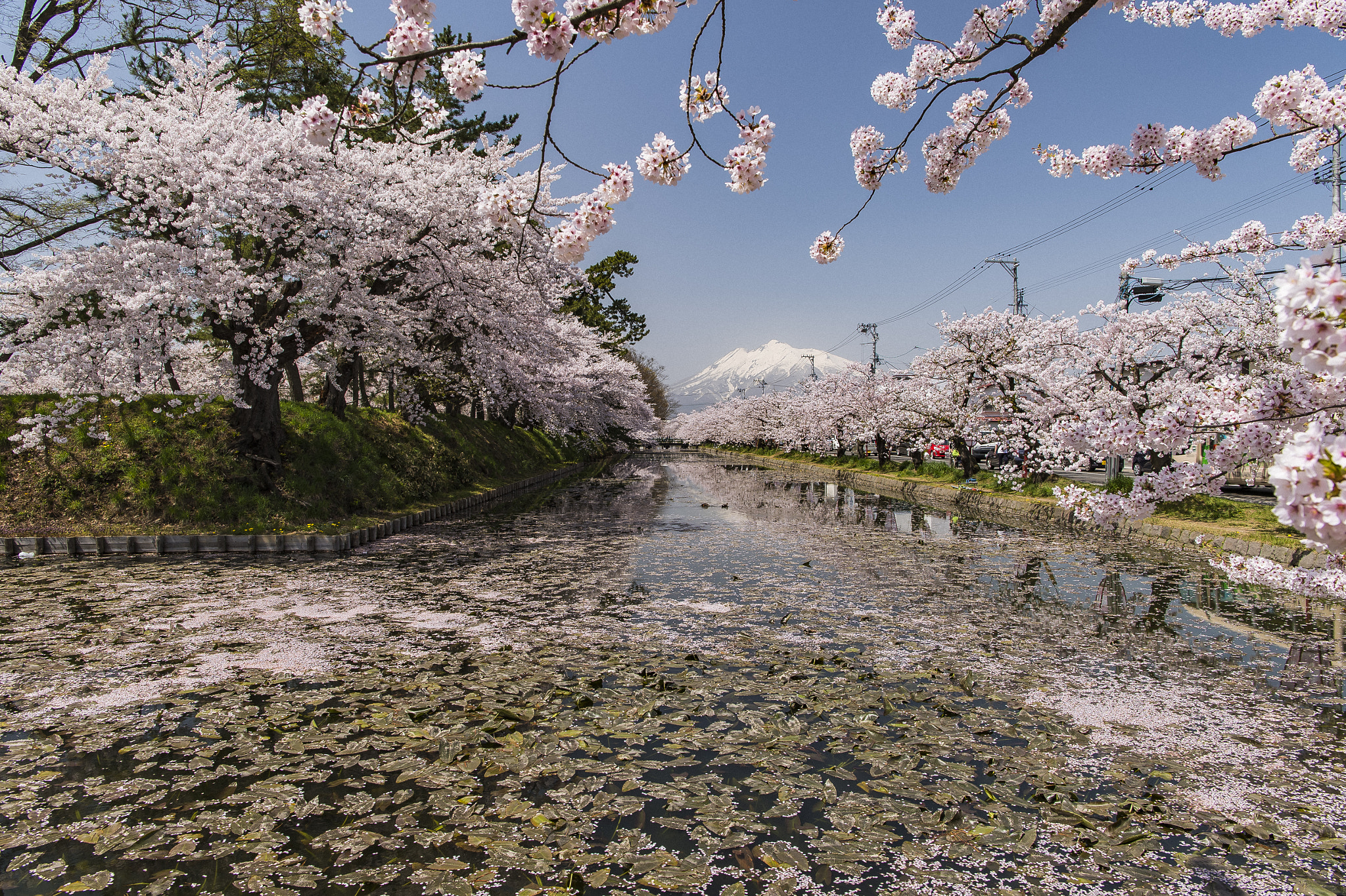 Nikon Df + Nikon AF-S Nikkor 24-70mm F2.8E ED VR sample photo. Cherry blossoms in full bloom of the northern coun photography