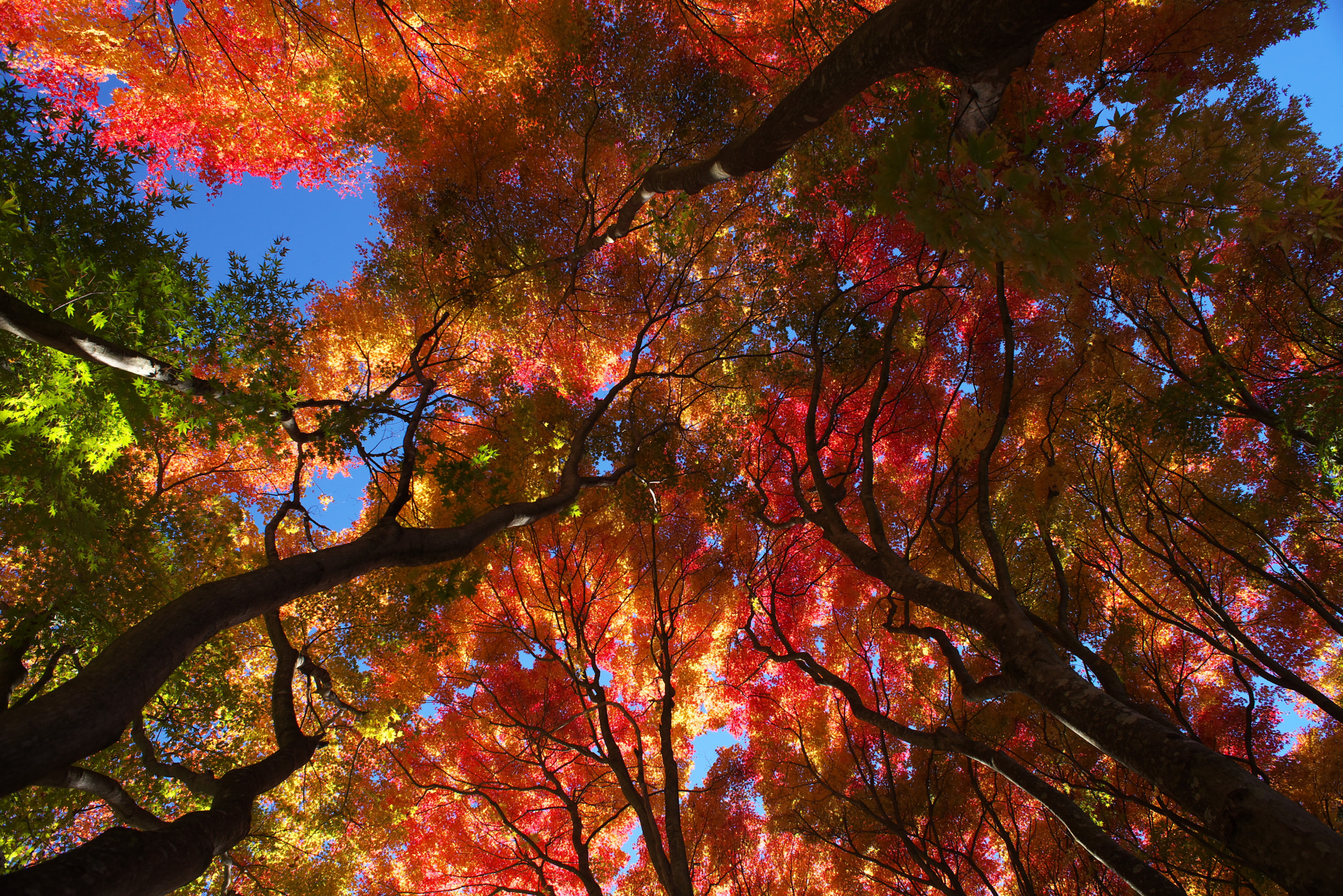 Nikon D600 sample photo. Autumn colors in japan photography