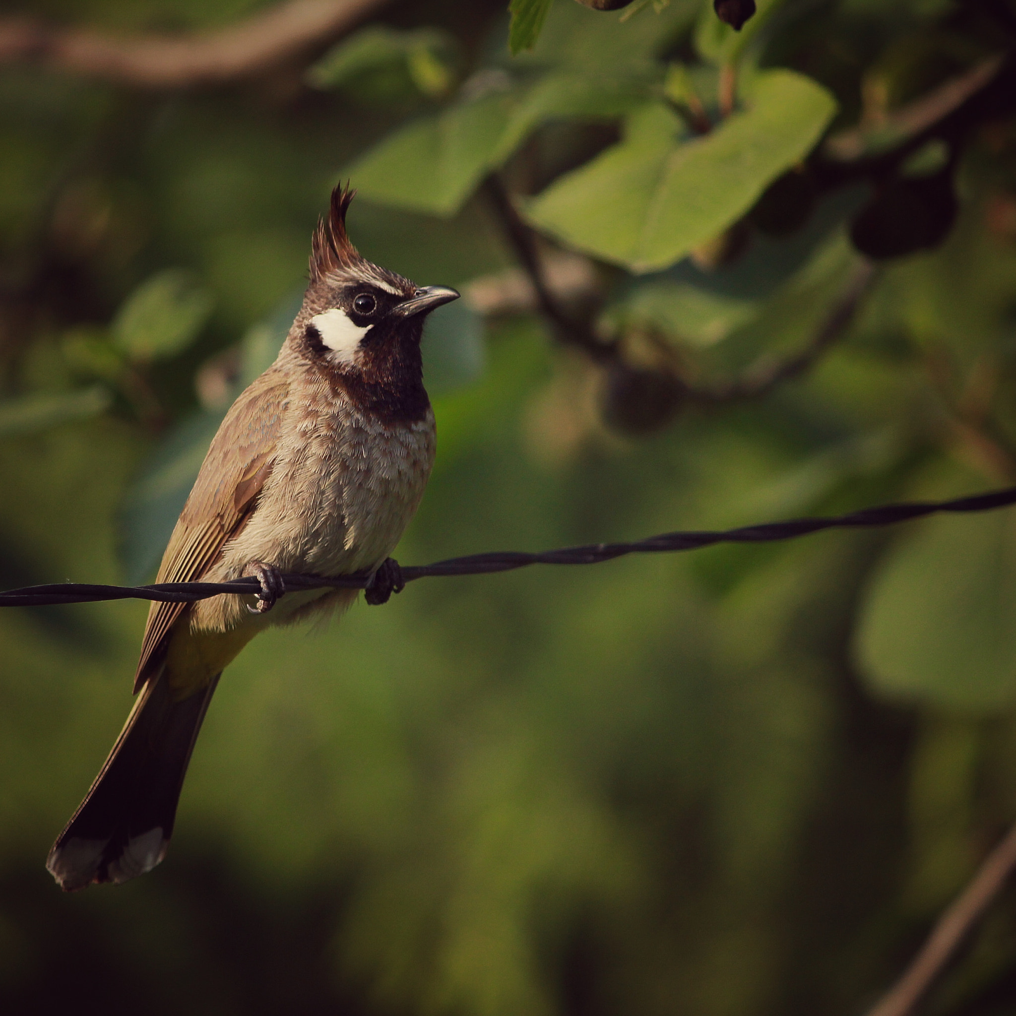 Canon EF-S 55-250mm F4-5.6 IS II sample photo. Contemplative  photography