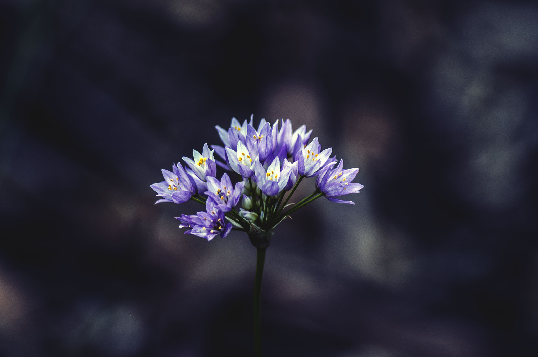 Pentax K-x sample photo. Allium roseum photography