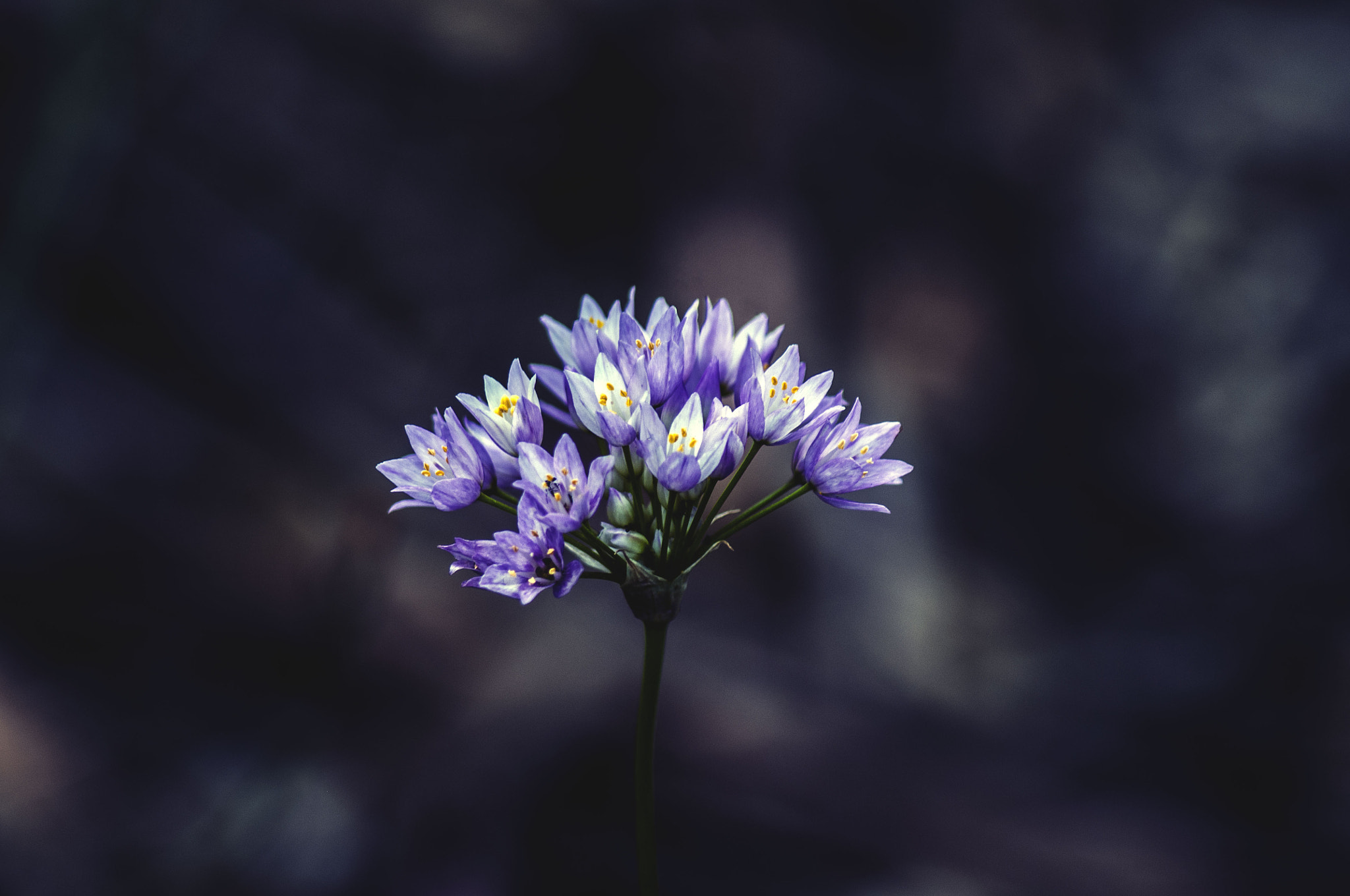 Tamron AF 70-300mm F4-5.6 Di LD Macro sample photo. Allium roseum photography