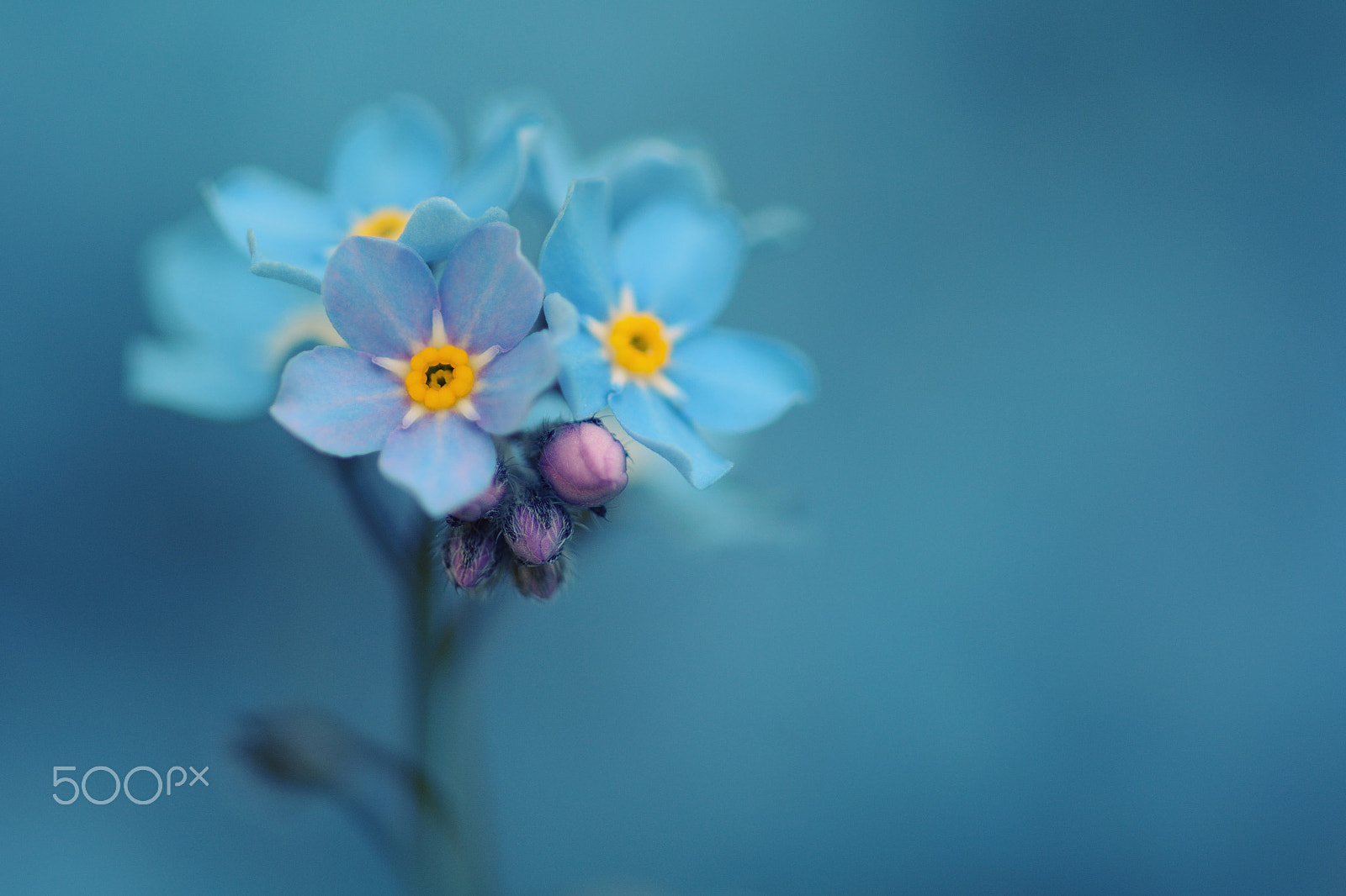 Nikon D7100 + Nikon AF Micro-Nikkor 200mm F4D ED-IF sample photo. Forget-me-not photography