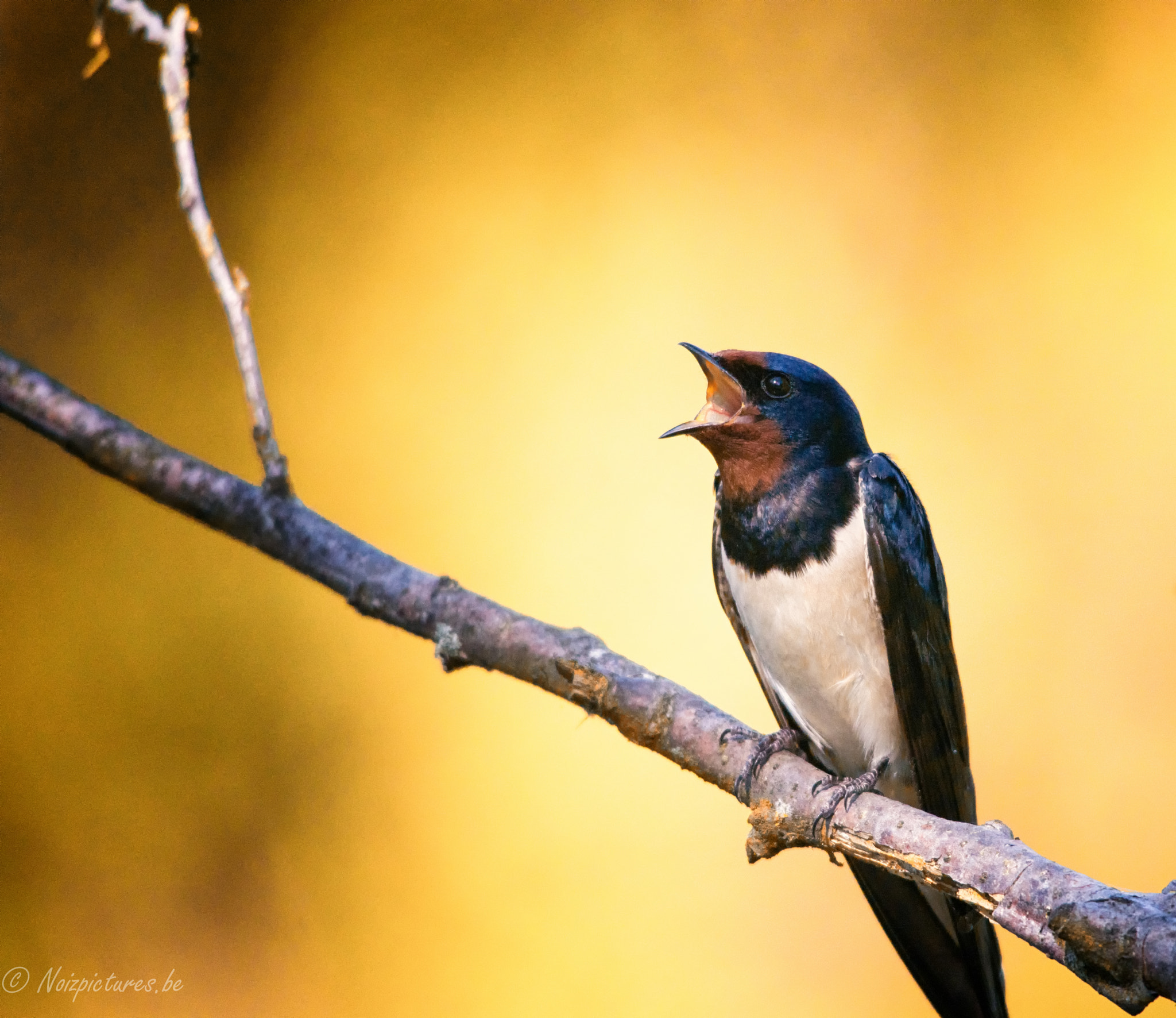 Sigma 150-500mm F5-6.3 DG OS HSM sample photo. Sing little bird sing photography