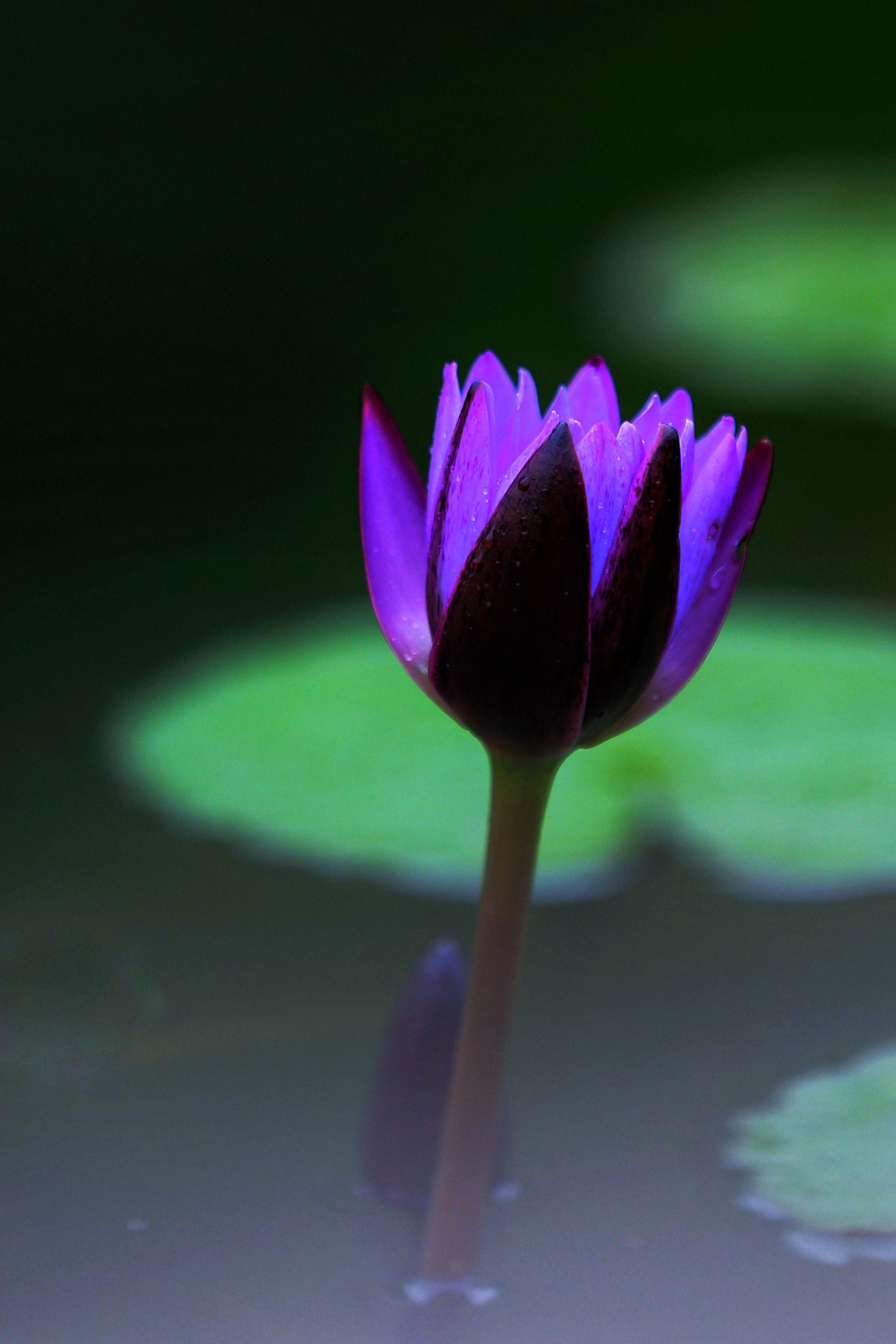 Canon EF 70-200mm F2.8L IS II USM sample photo