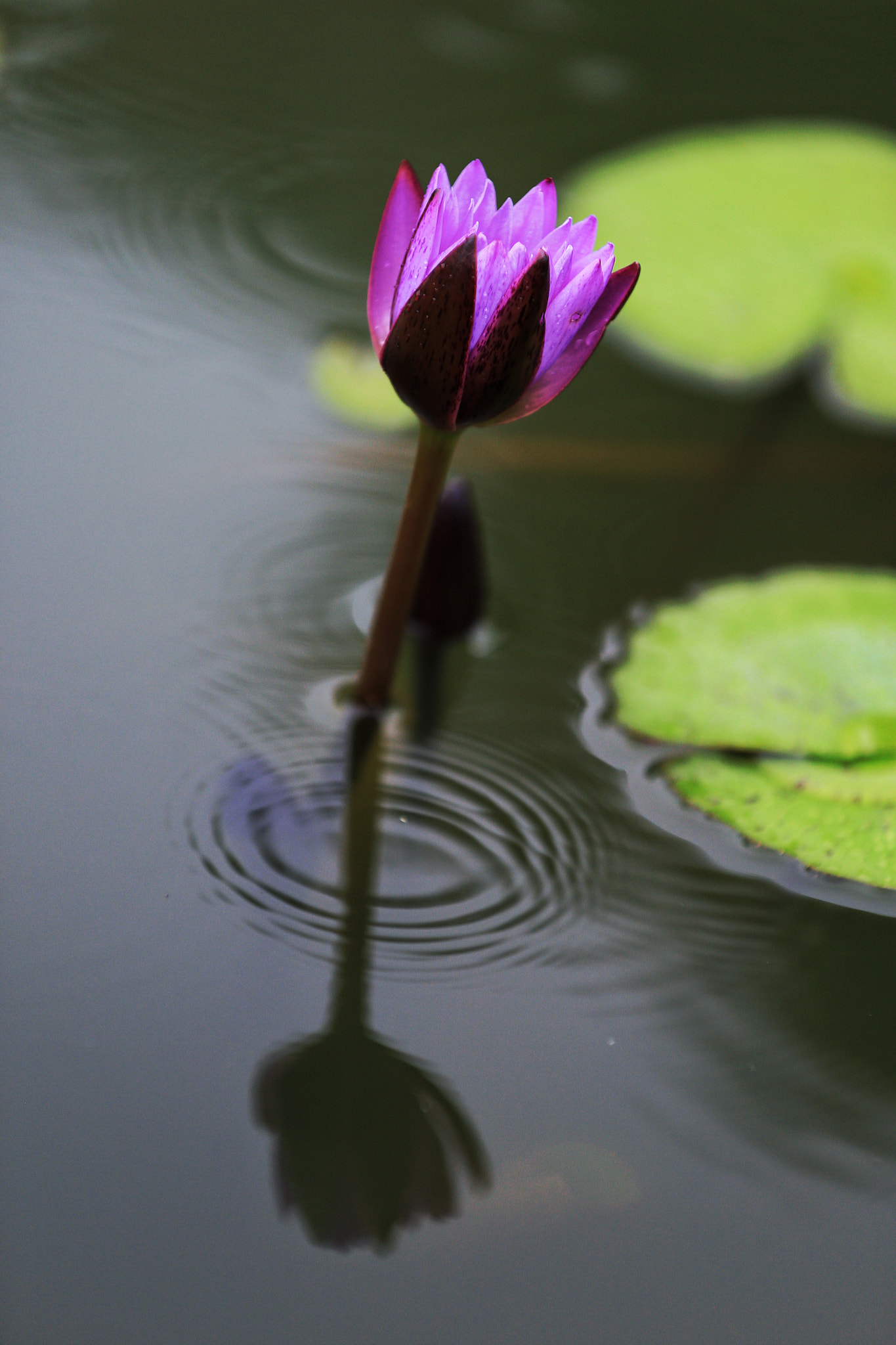 Canon EF 70-200mm F2.8L IS II USM sample photo