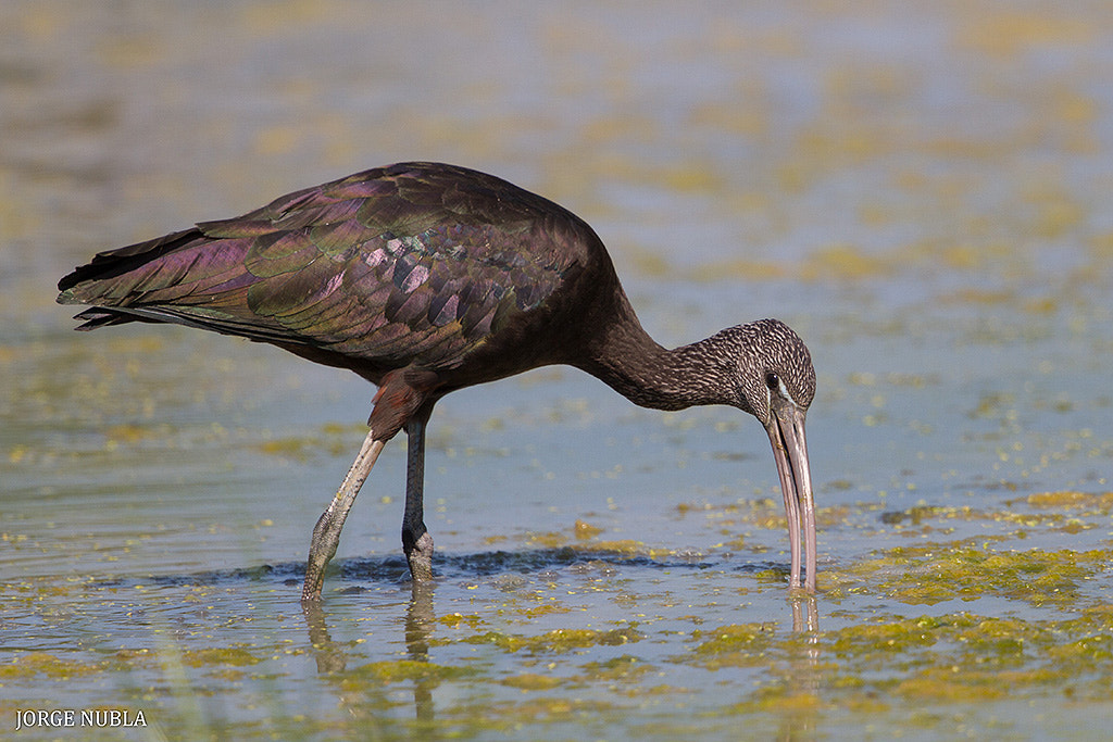 Canon EF 500mm F4L IS II USM sample photo. Morito común (plegadis falcinellus). photography