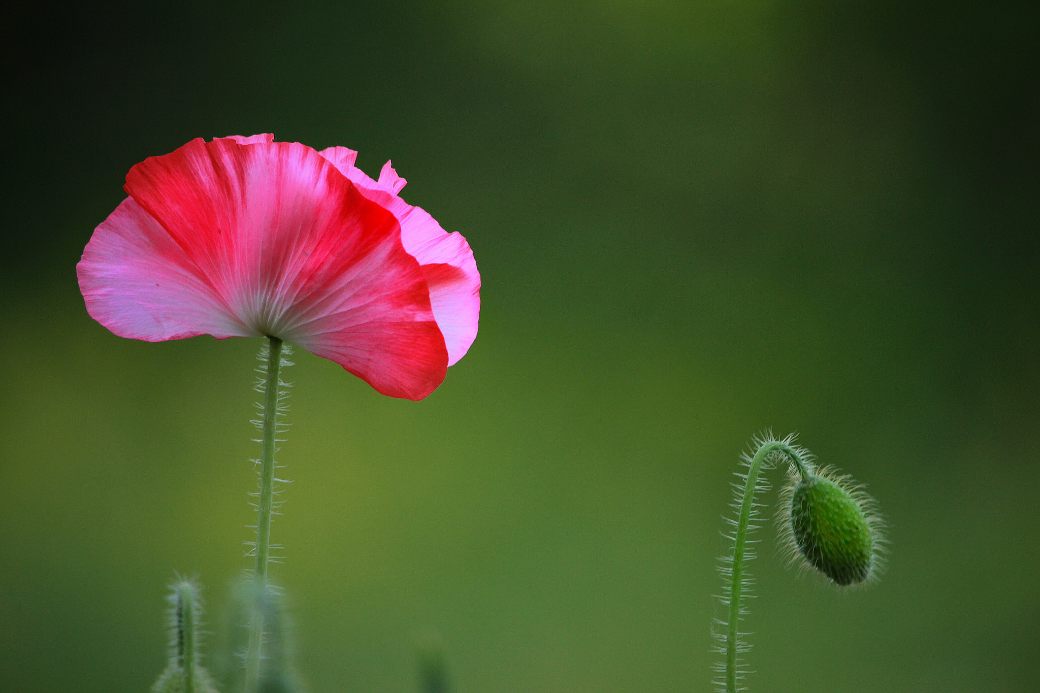 Canon EF-S 55-250mm F4-5.6 IS II sample photo. Alone & expectant  photography