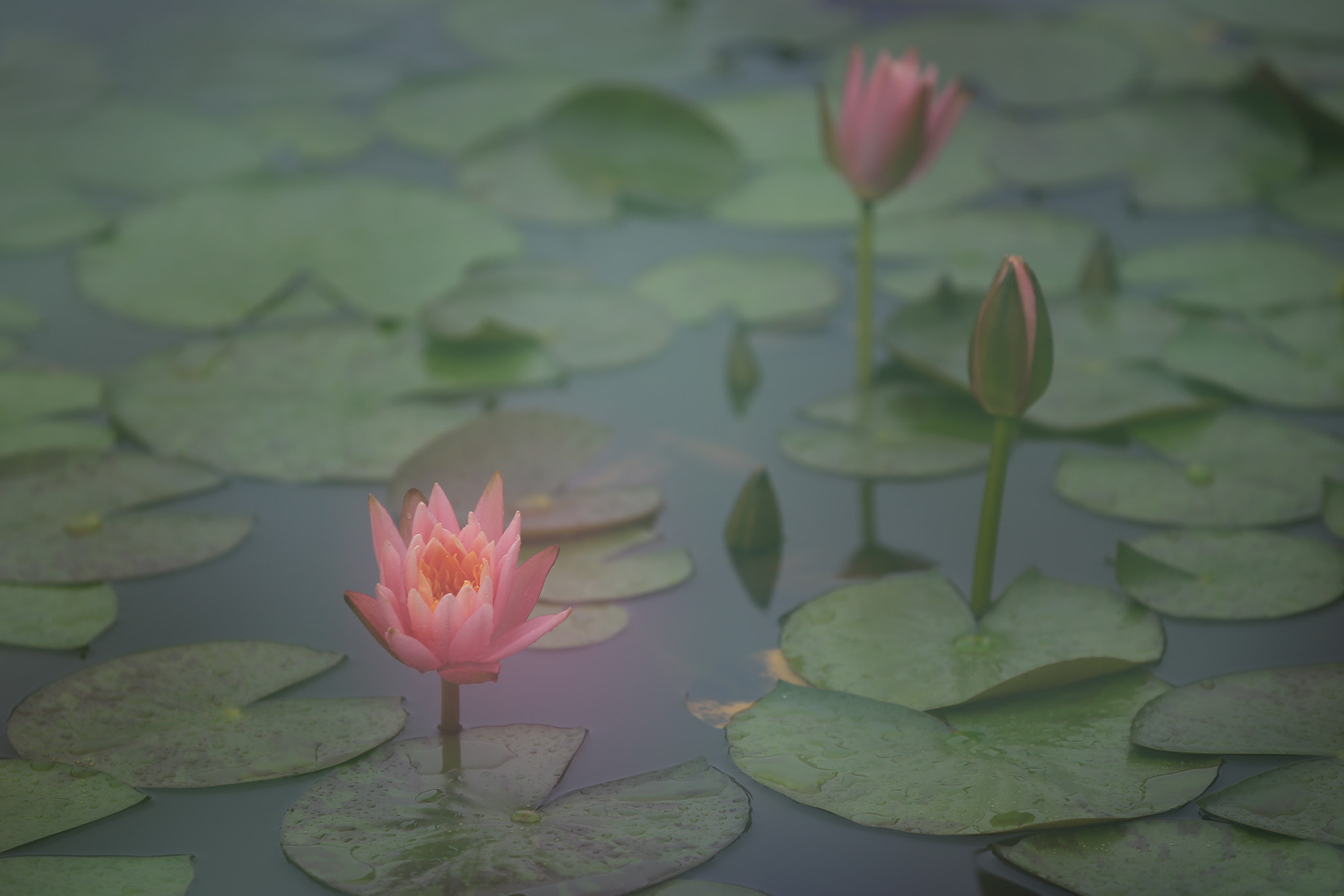 Canon EF 70-200mm F2.8L IS II USM sample photo