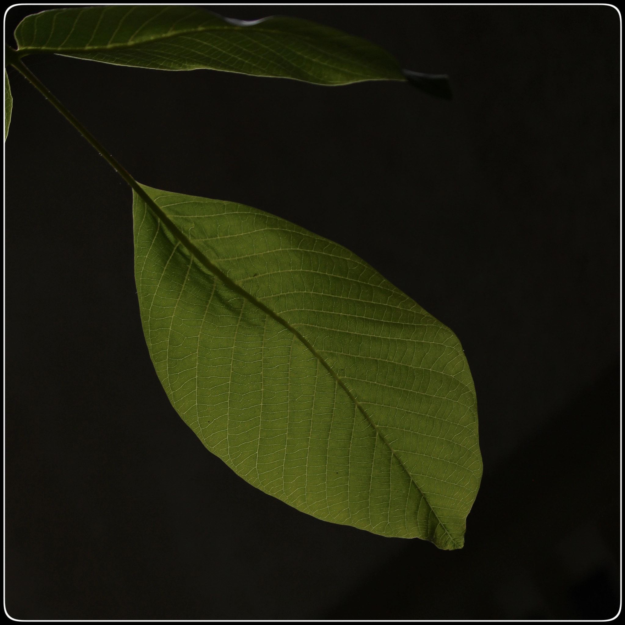 Canon EOS M + Canon EF 70-300mm F4-5.6 IS USM sample photo. Walnut leaves photography