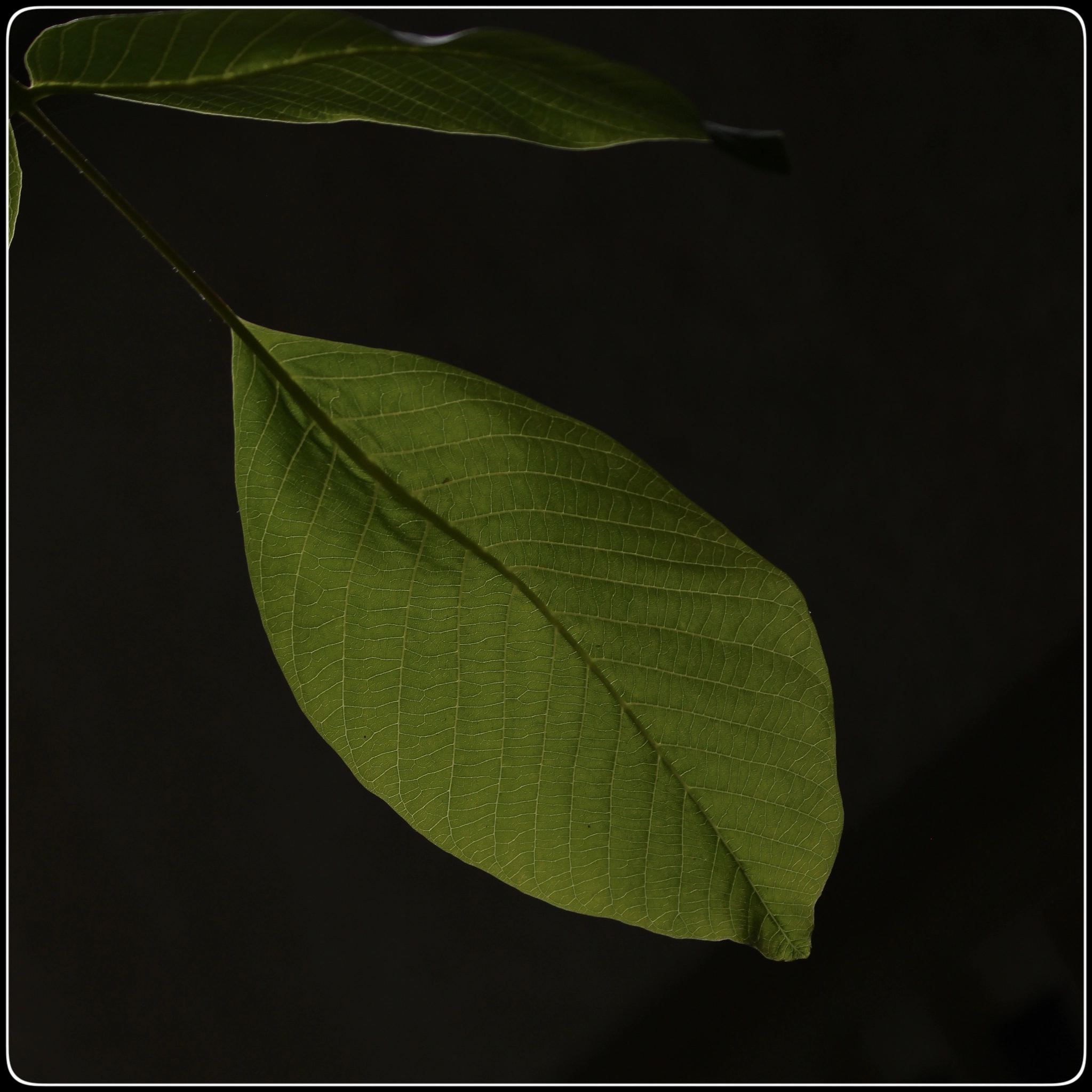 Canon EF 70-300mm F4-5.6 IS USM sample photo. Walnut leaves photography