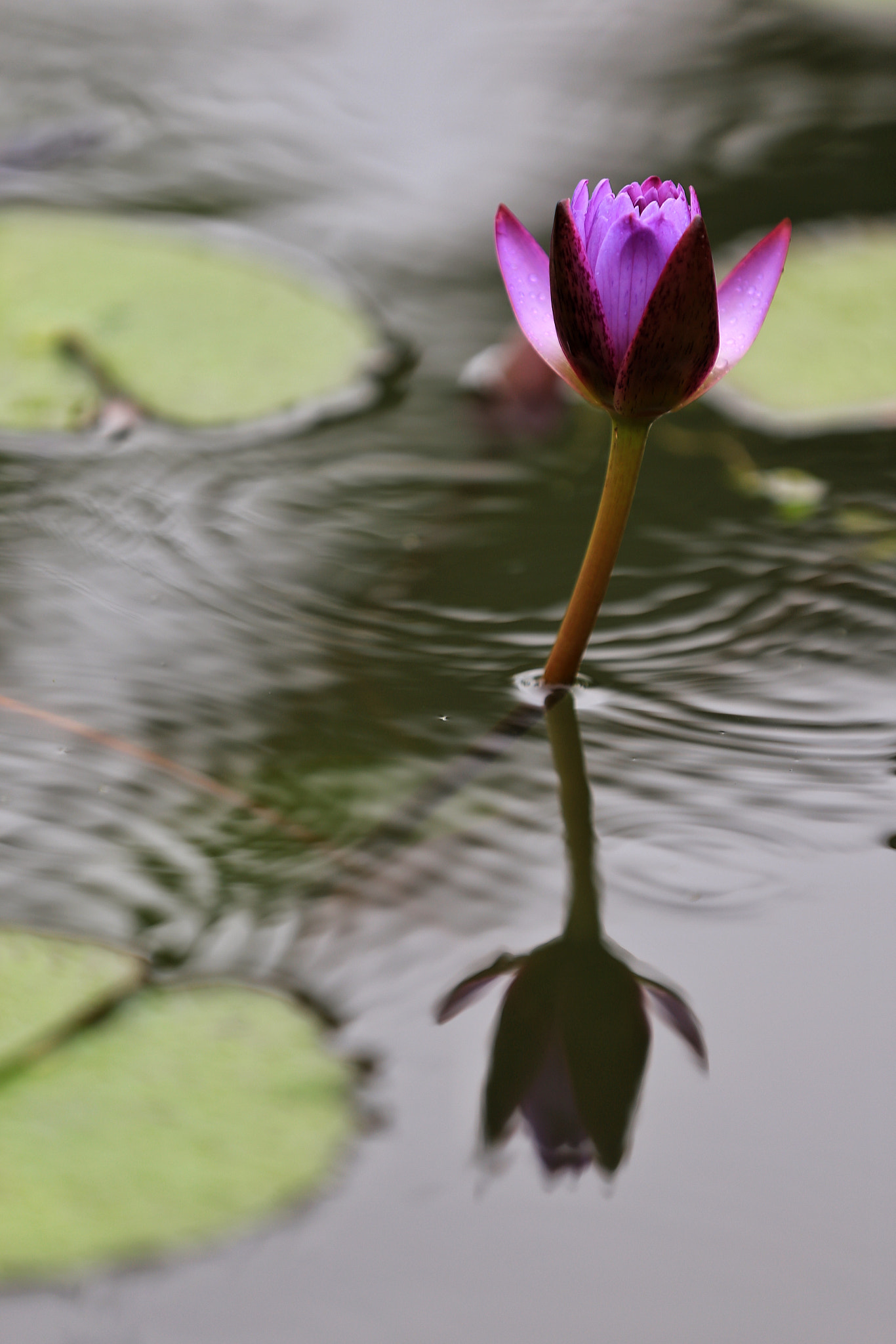 Canon EF 70-200mm F2.8L IS II USM sample photo
