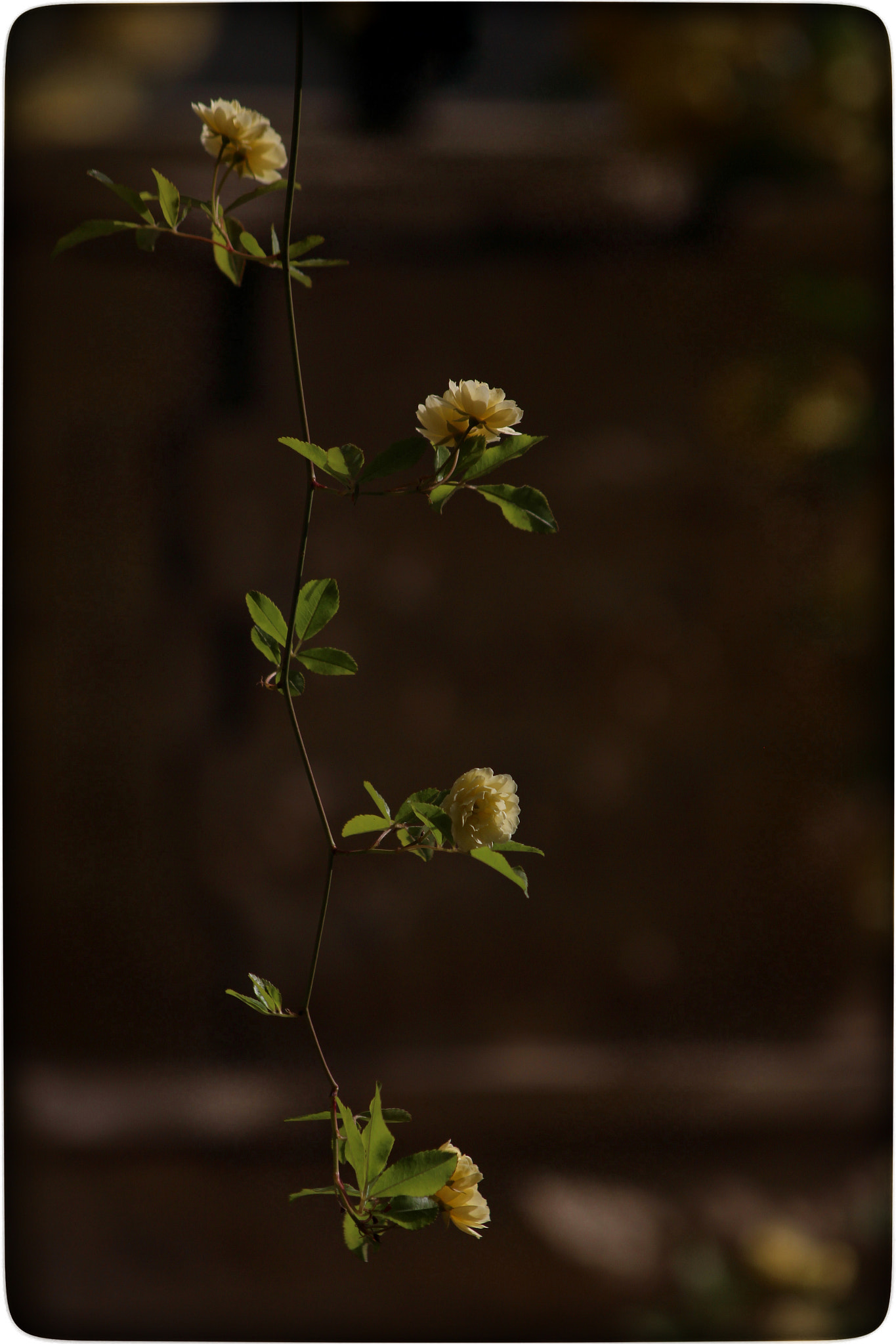 Canon EF 70-300mm F4-5.6 IS USM sample photo. Fall flowers photography