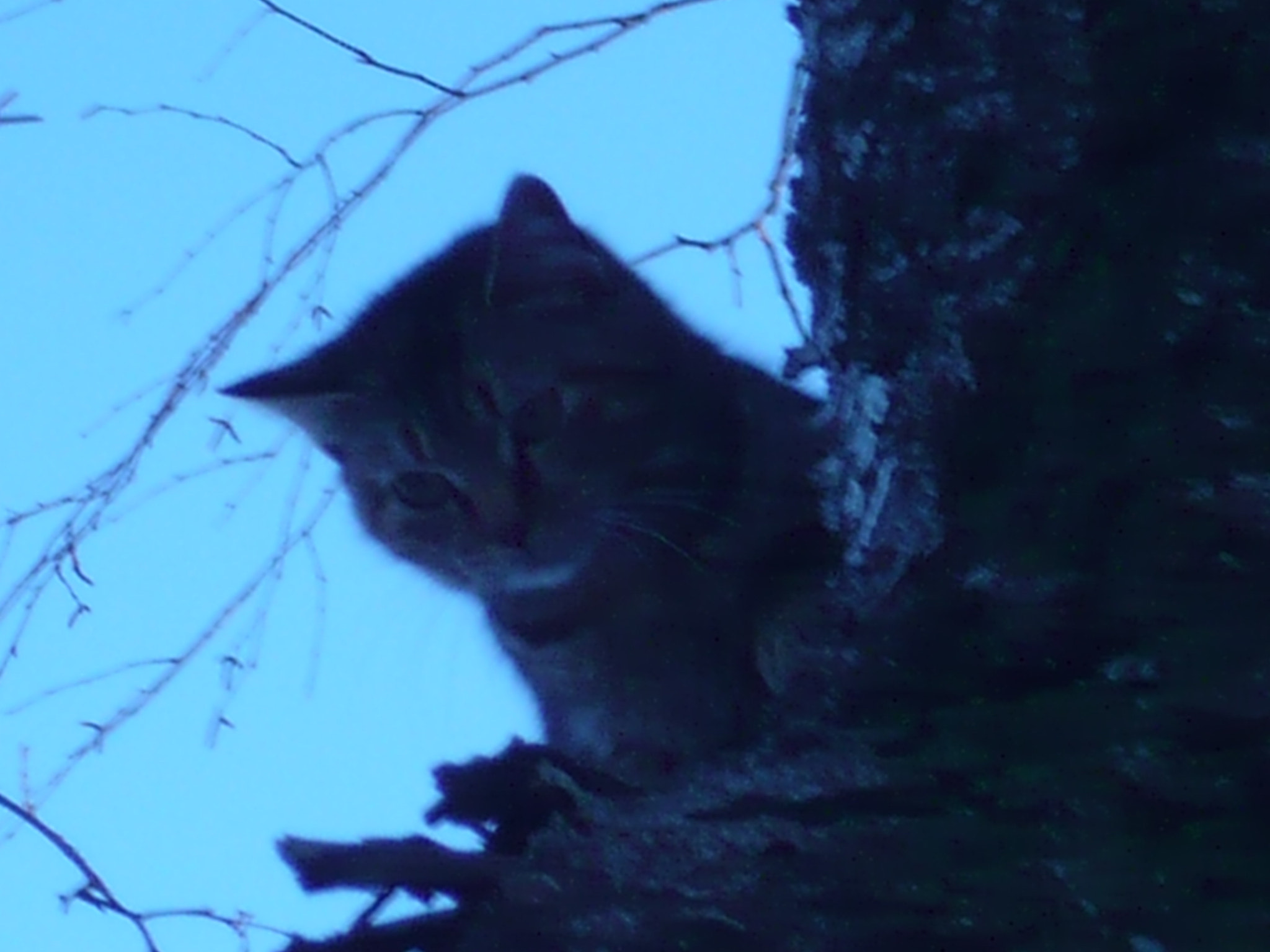 Panasonic DMC-LS60 sample photo. Cat on tree photography