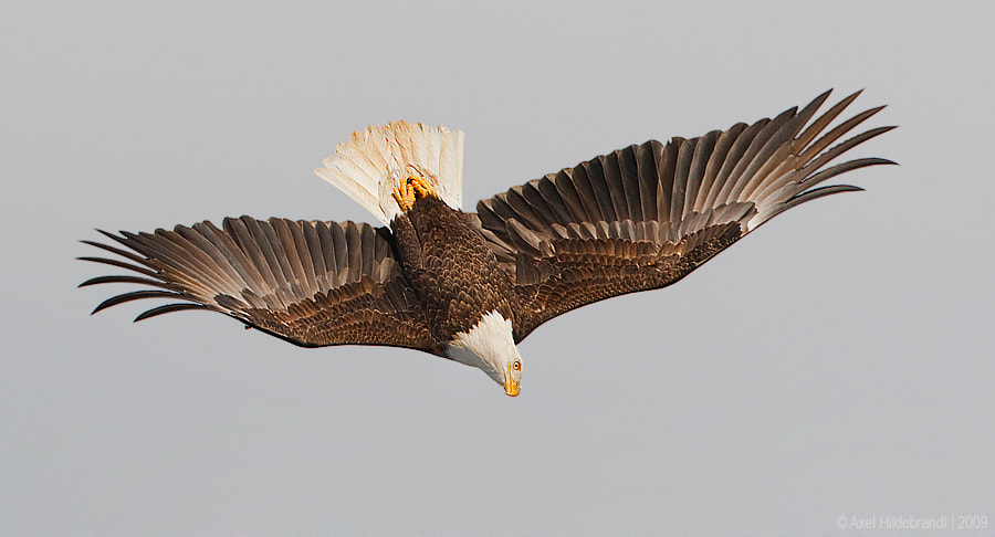 Canon EOS-1D Mark III + Canon EF 500mm F4L IS USM sample photo. Upside down bald eagle photography