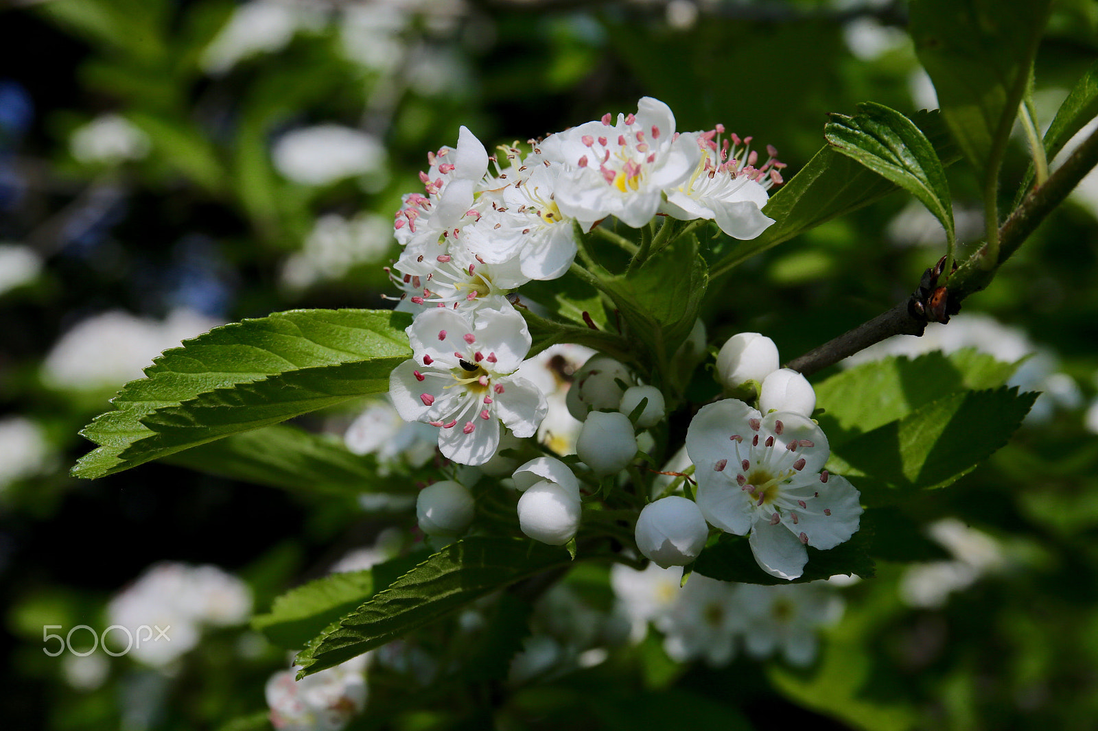 Canon EF 24-70mm F4L IS USM sample photo. Image photography