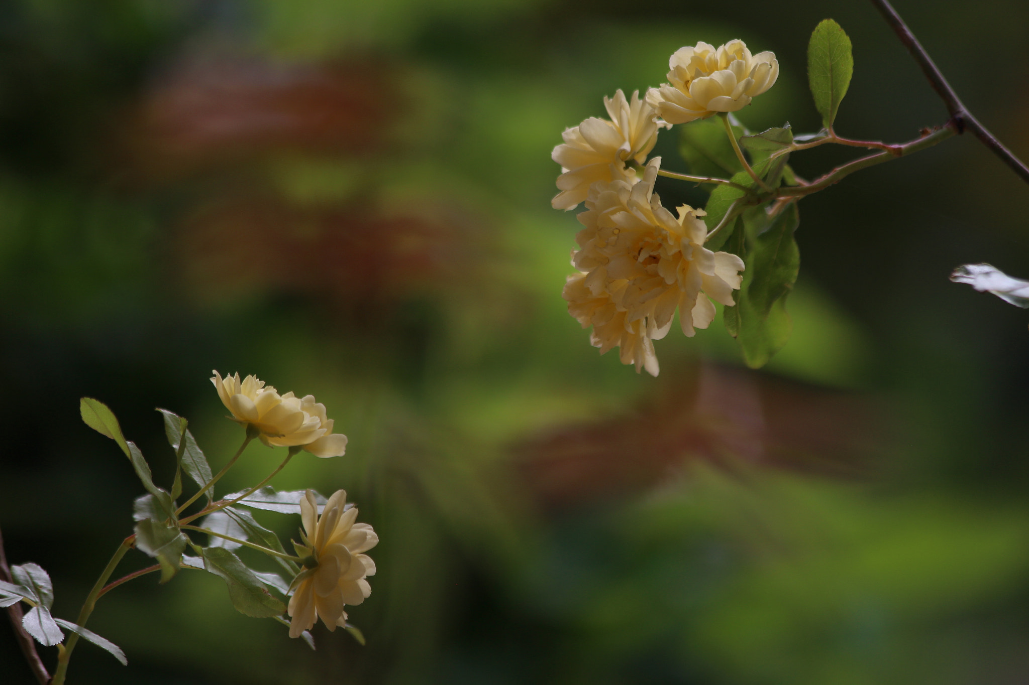 Canon EOS M sample photo. Face to face photography