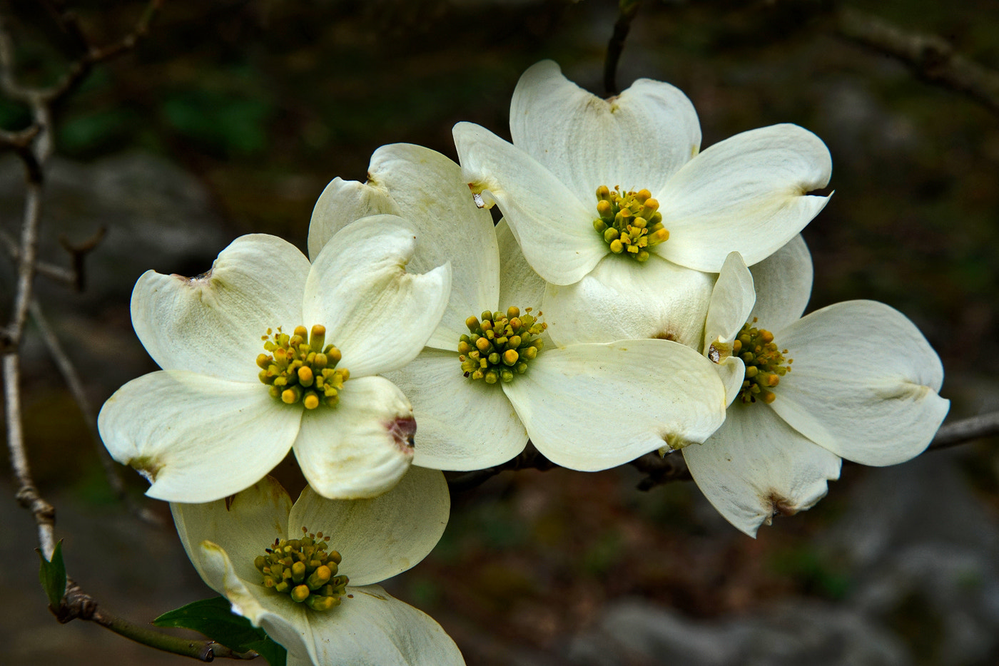 24-105mm F4 G SSM OSS sample photo. Dogwood pack photography