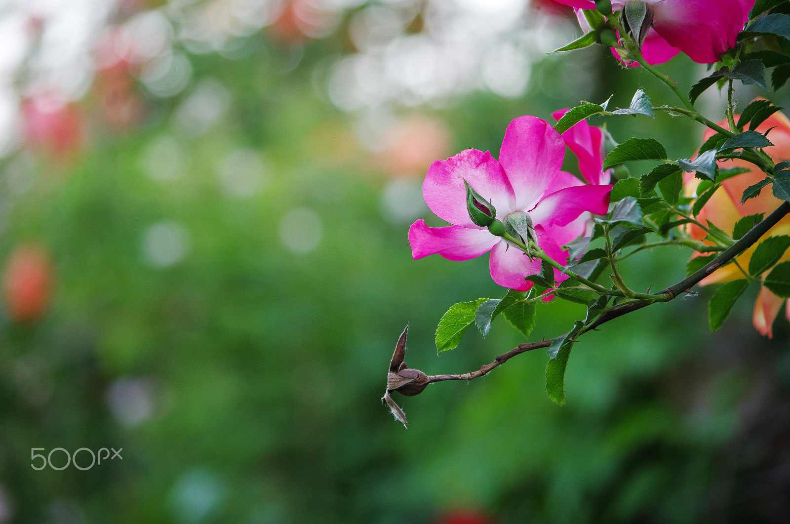 Pentax K-30 + Pentax smc DA 50-200mm F4-5.6 ED sample photo. Blossom vs wither photography