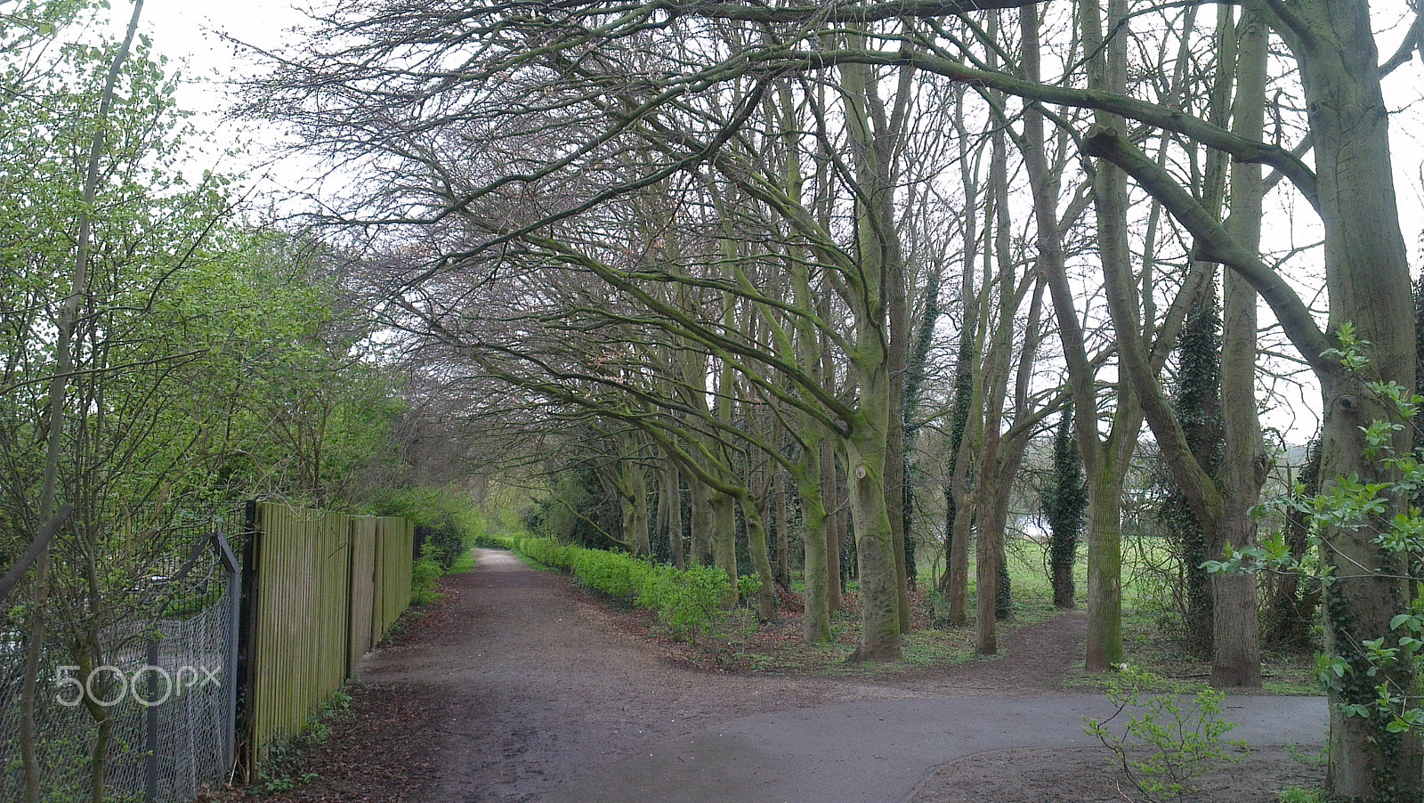 HTC ONE X sample photo. The unhappy tree photography