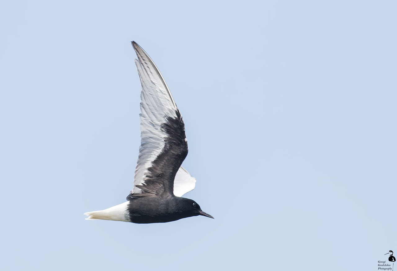 Canon EOS 70D + Canon EF 400mm F5.6L USM sample photo. White-winged tern (chlidonias leucopterus) photography