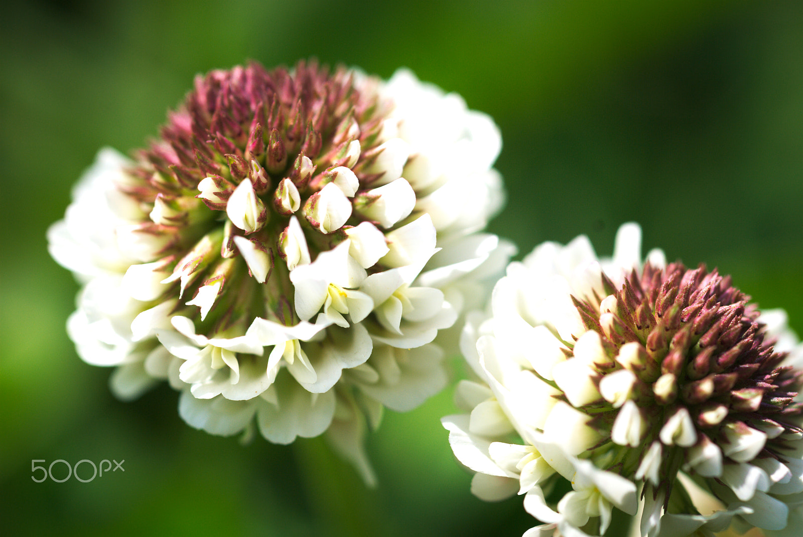 Nikon D40X + Nikon AF Micro-Nikkor 60mm F2.8D sample photo. Flower #18 photography