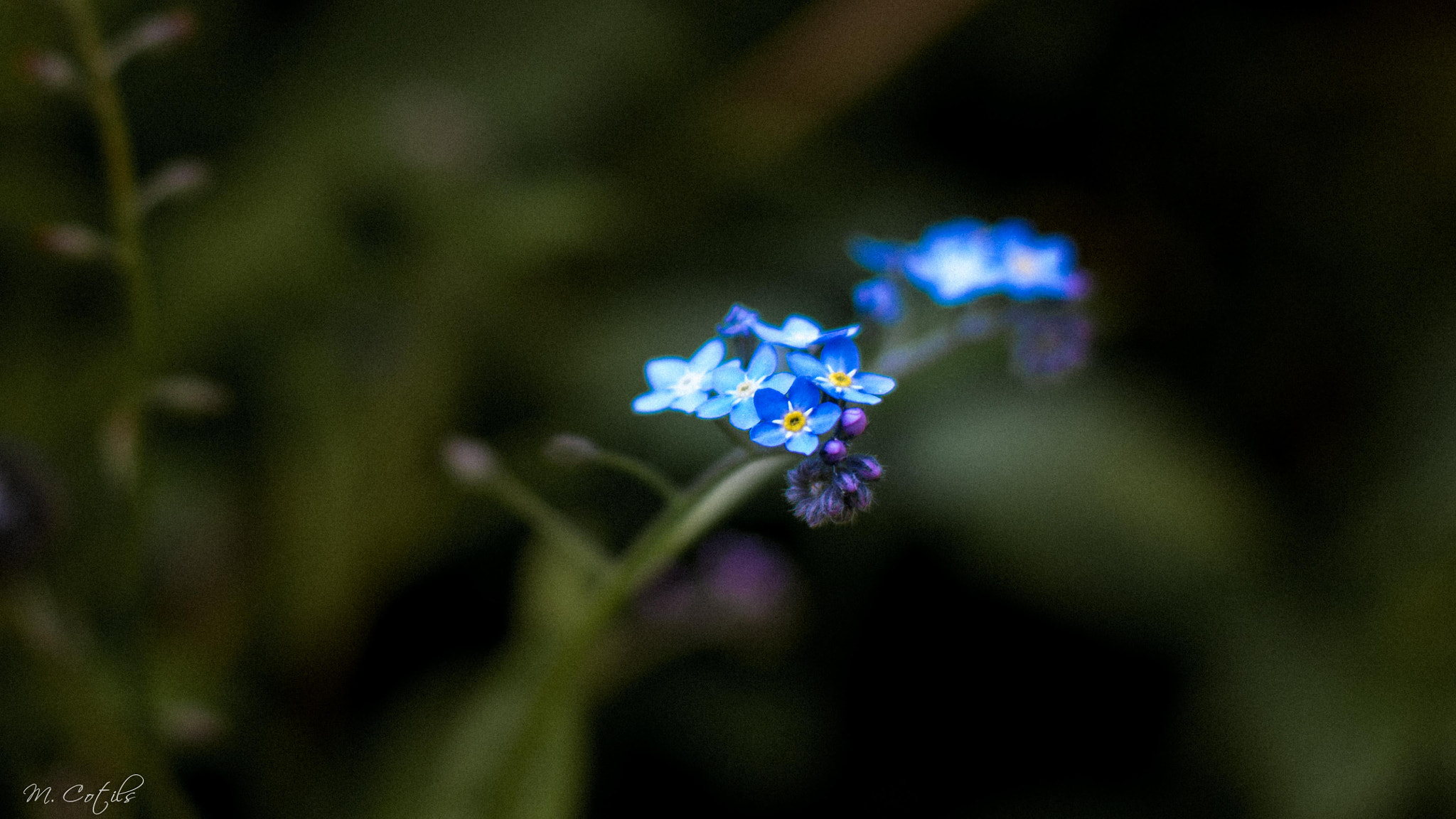 Nikon D5200 + Nikon AF Nikkor 50mm F1.4D sample photo. Myosotis photography